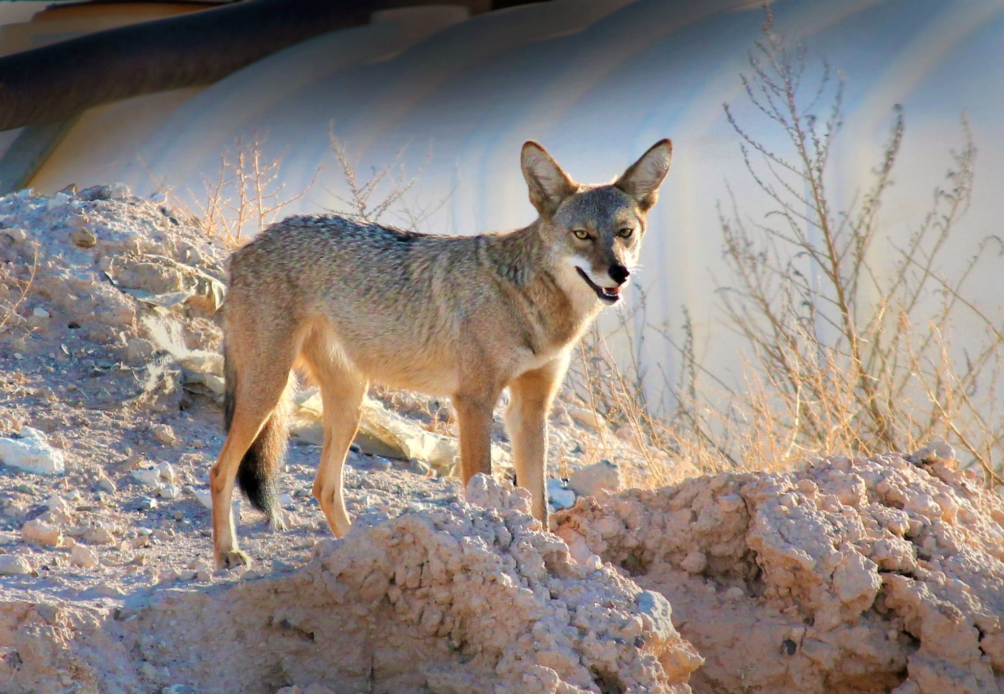 Coyotes Deserve Our Respect Not Our Fear By Kat Jercich Tenderly