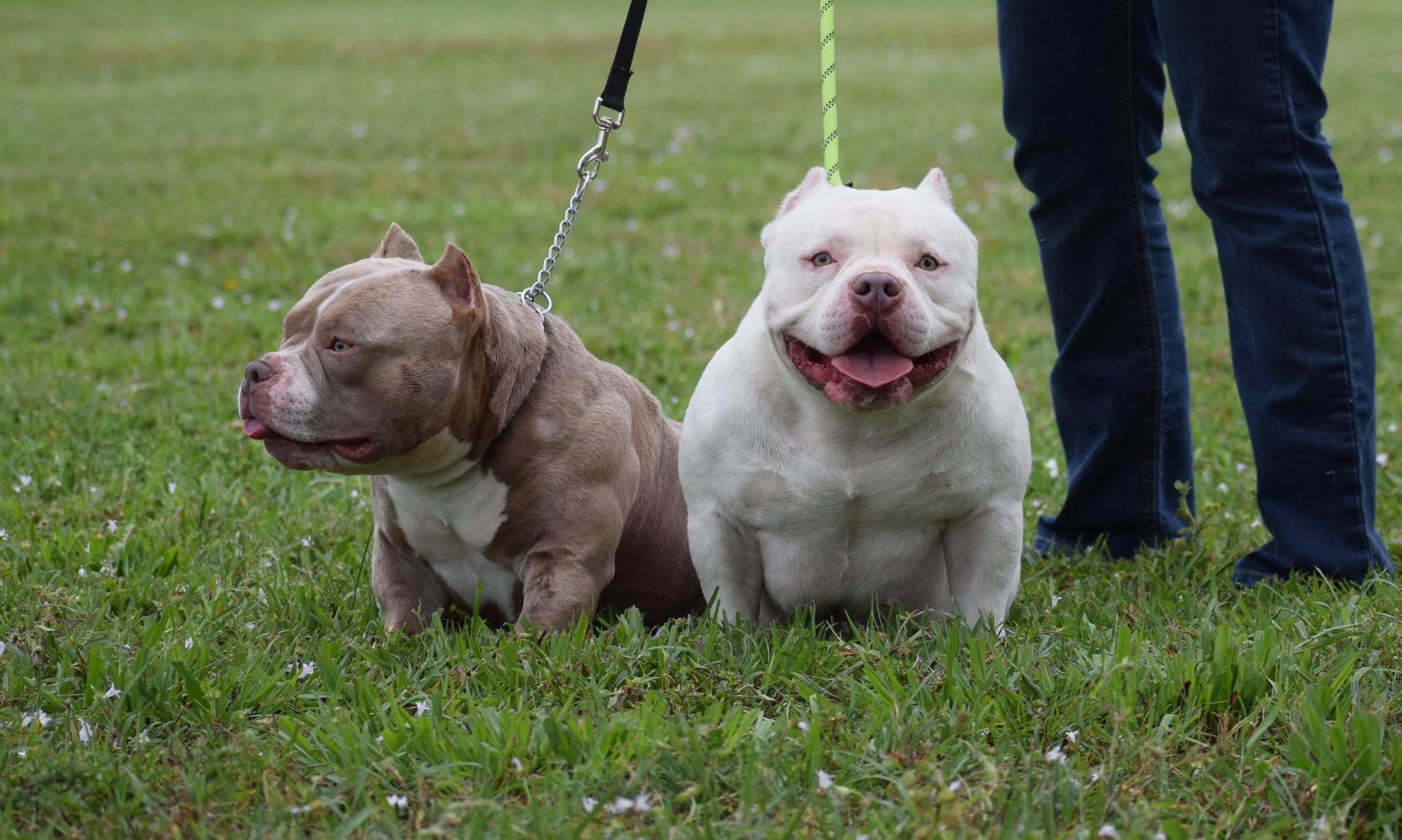 HOW AMERICAN BULLY STUD SERVICE (SHOULD 