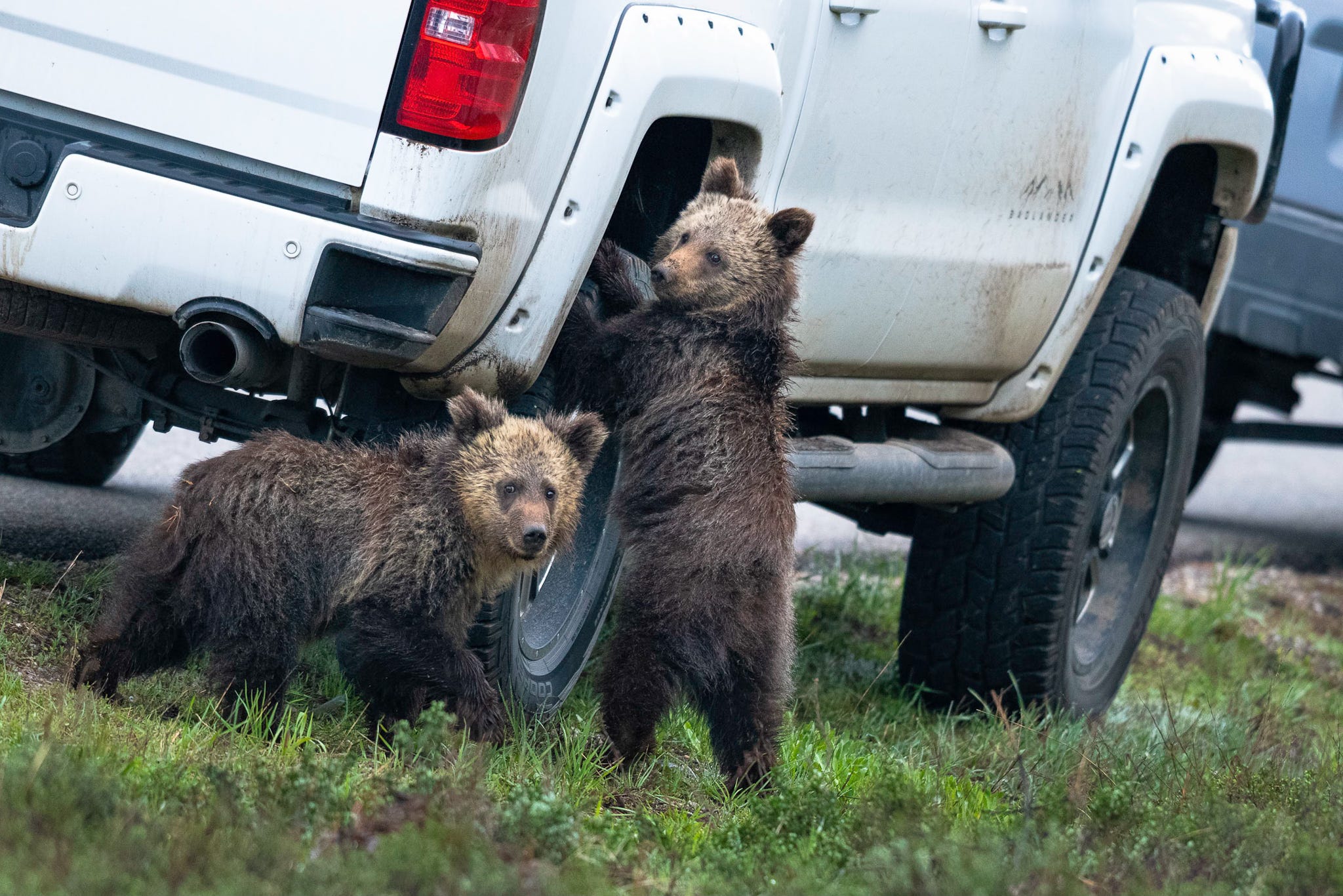 Two small grizzly bears are gathered near the wheel of a truck, and one has his paws on the wheel as if he’s turning it