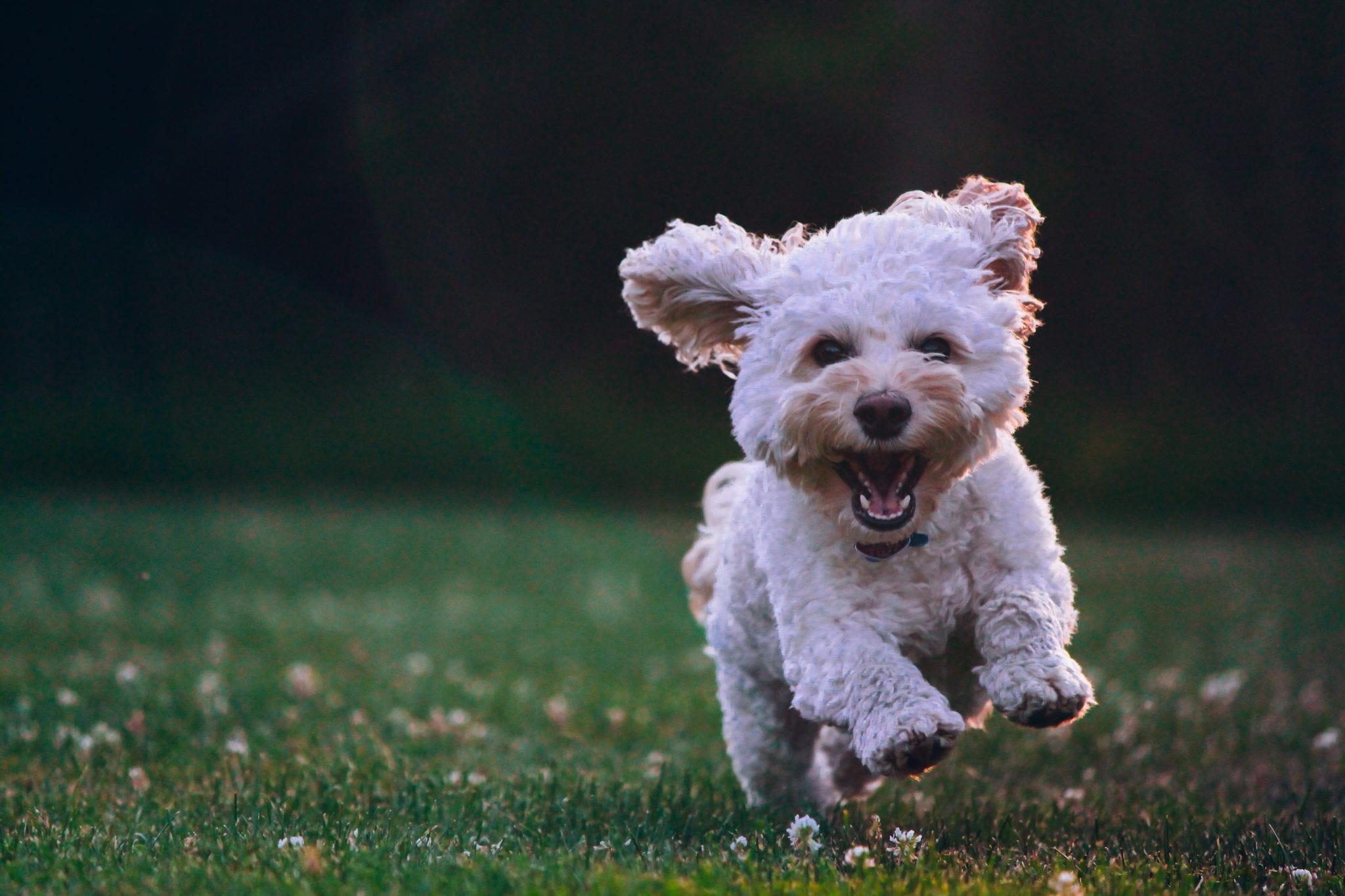 5 Small Hypoallergenic Dog Breeds For The Family Furzly Medium 5 Small Hypoallergenic Dog Breeds For