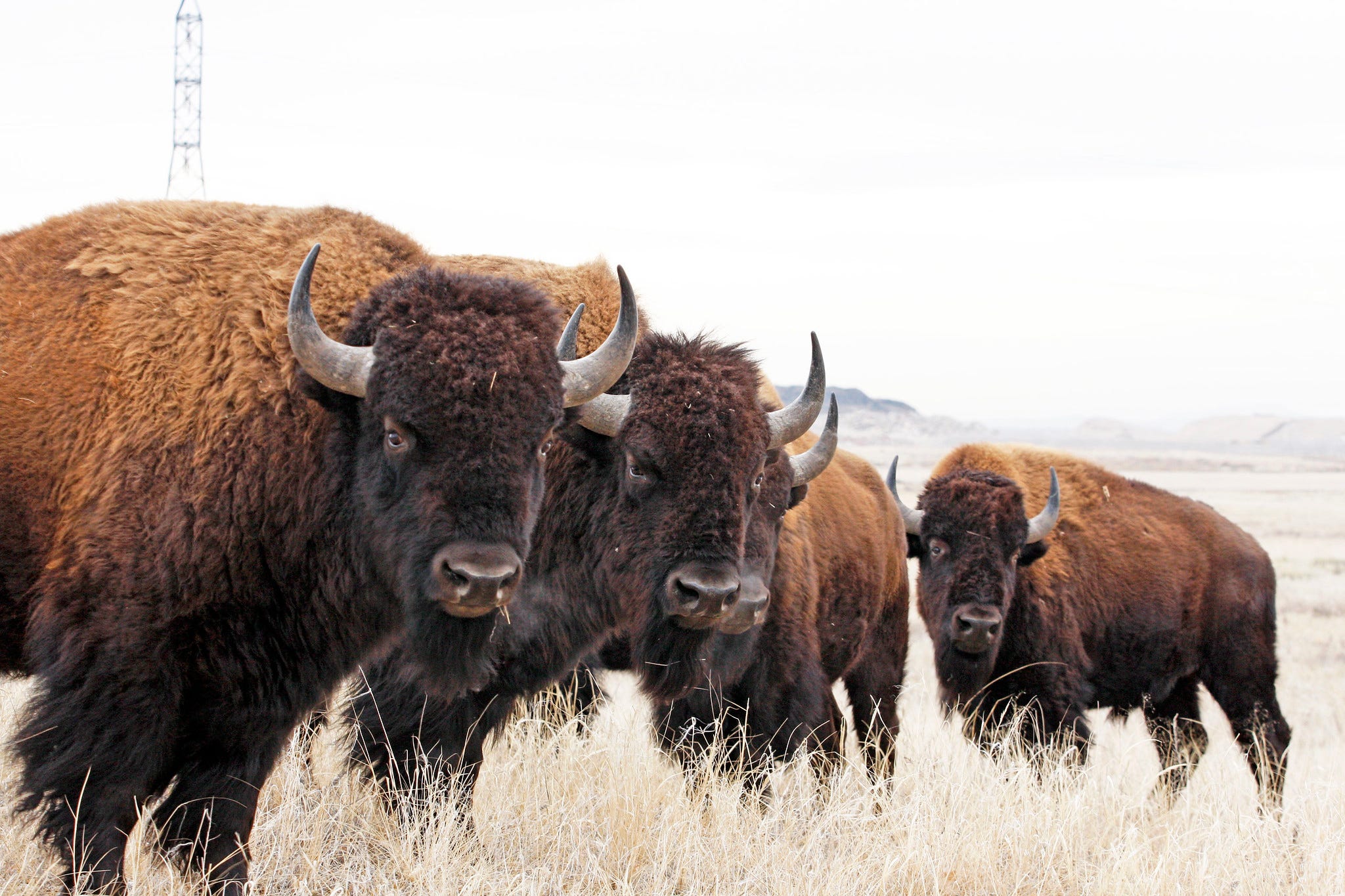 bison herd standing in tall grass while looking towards camera