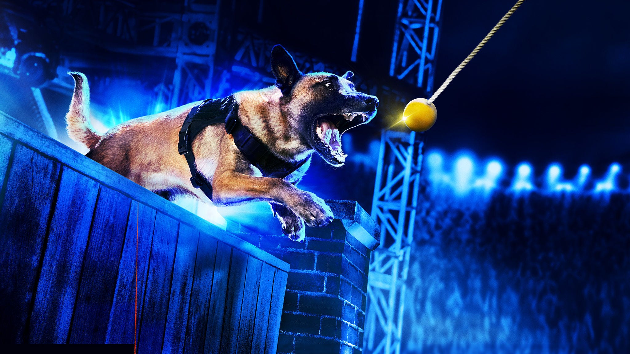 Watch America S Top Dog Season 1 Episode 6 Full Episodes On