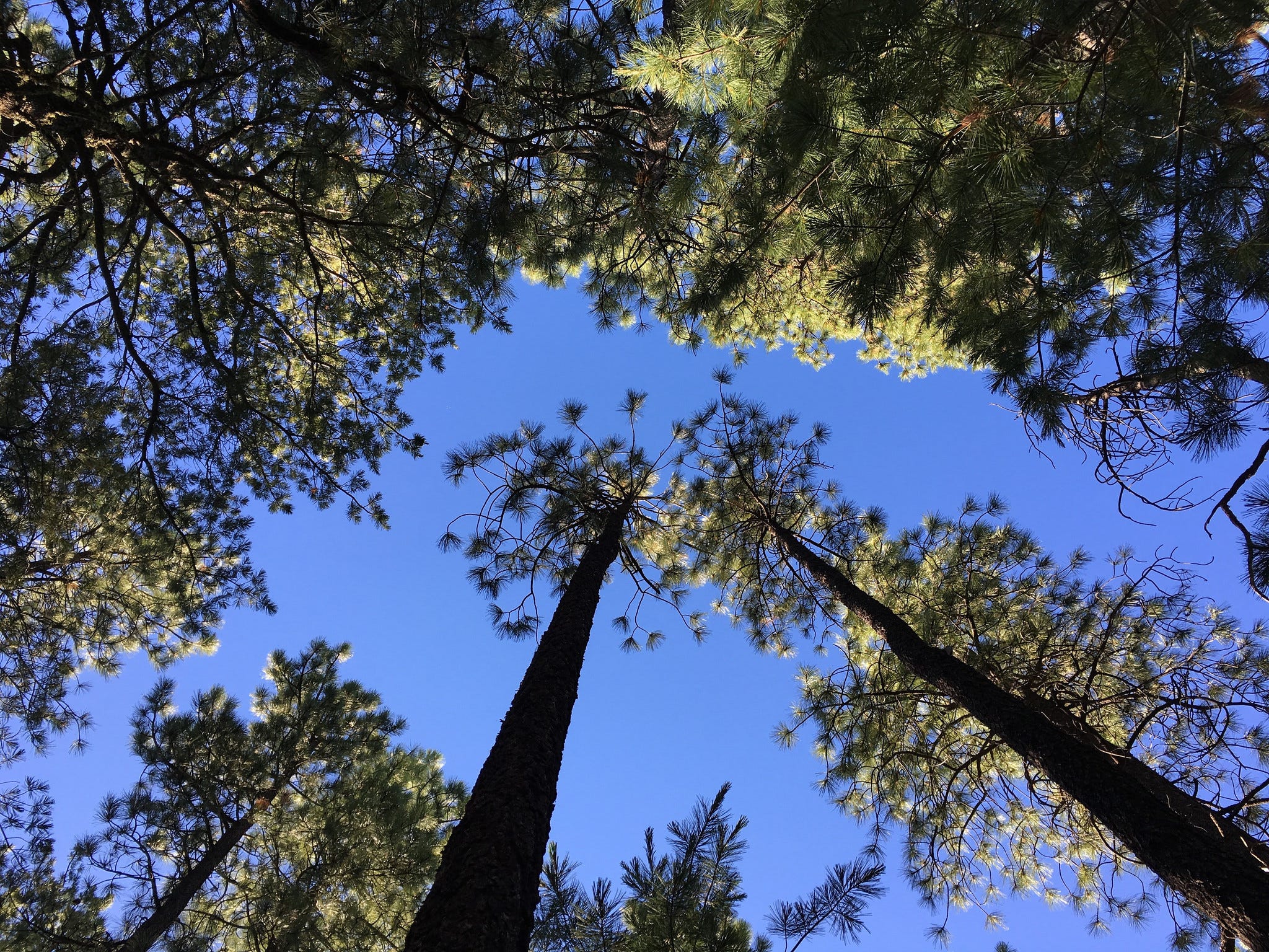 I Went Into The Forest I Went Into The Forest To Escape The By Alan Levine Future Travel I Went Into The Forest I Went Into The Forest To Escape The By Alan Levine Future Travel
