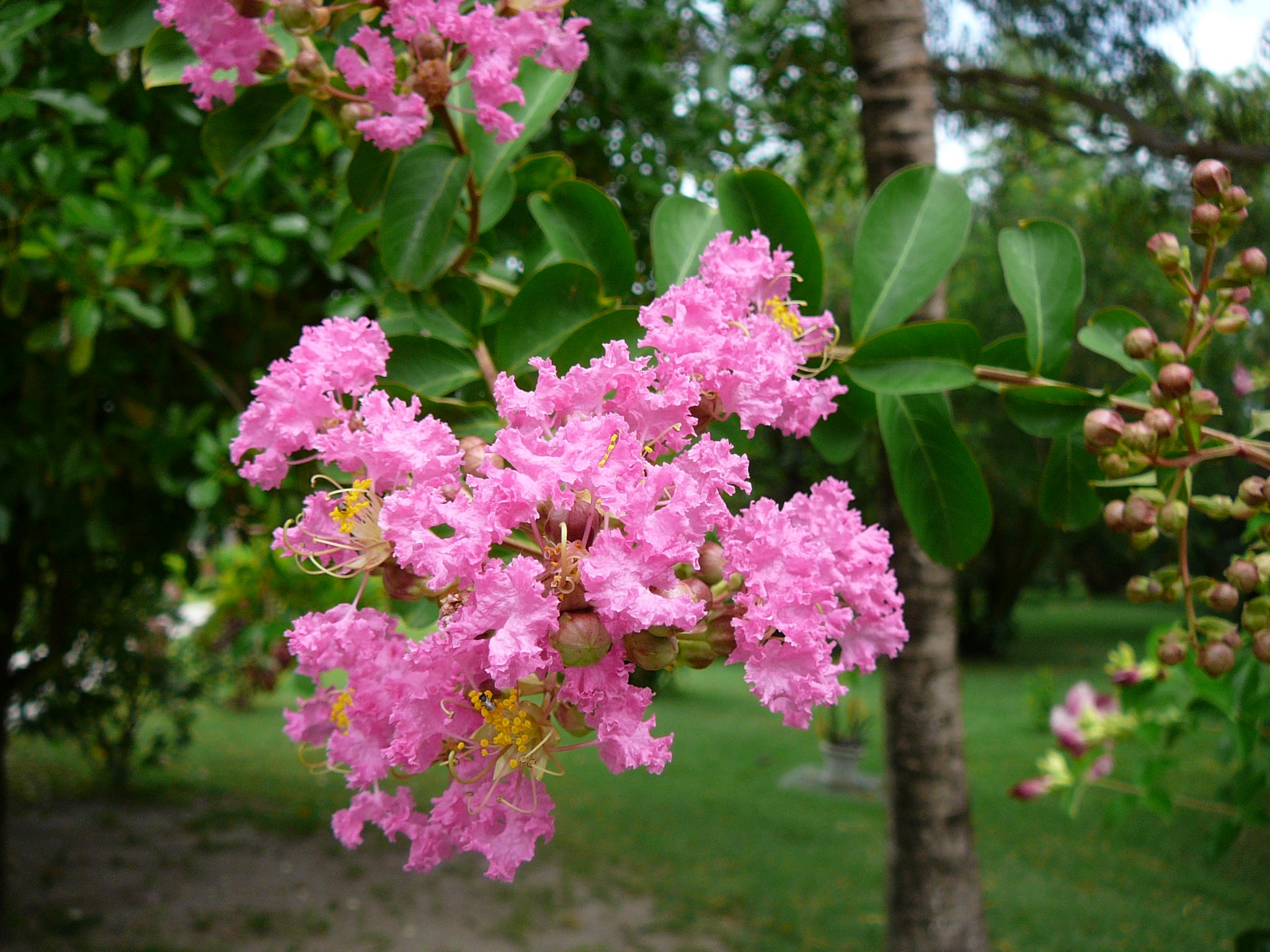 Planting Native Trees This Monsoon By Kaushal Trivedi Nativeorigin