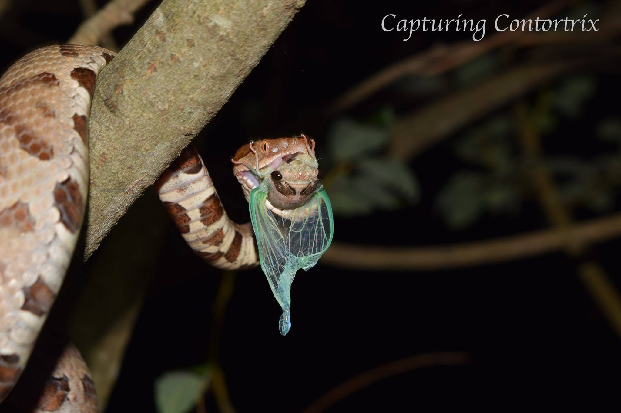 Stop Killing Snakes It S Cruel It S Unnecessary It S By Micha Petty The Natural World Medium