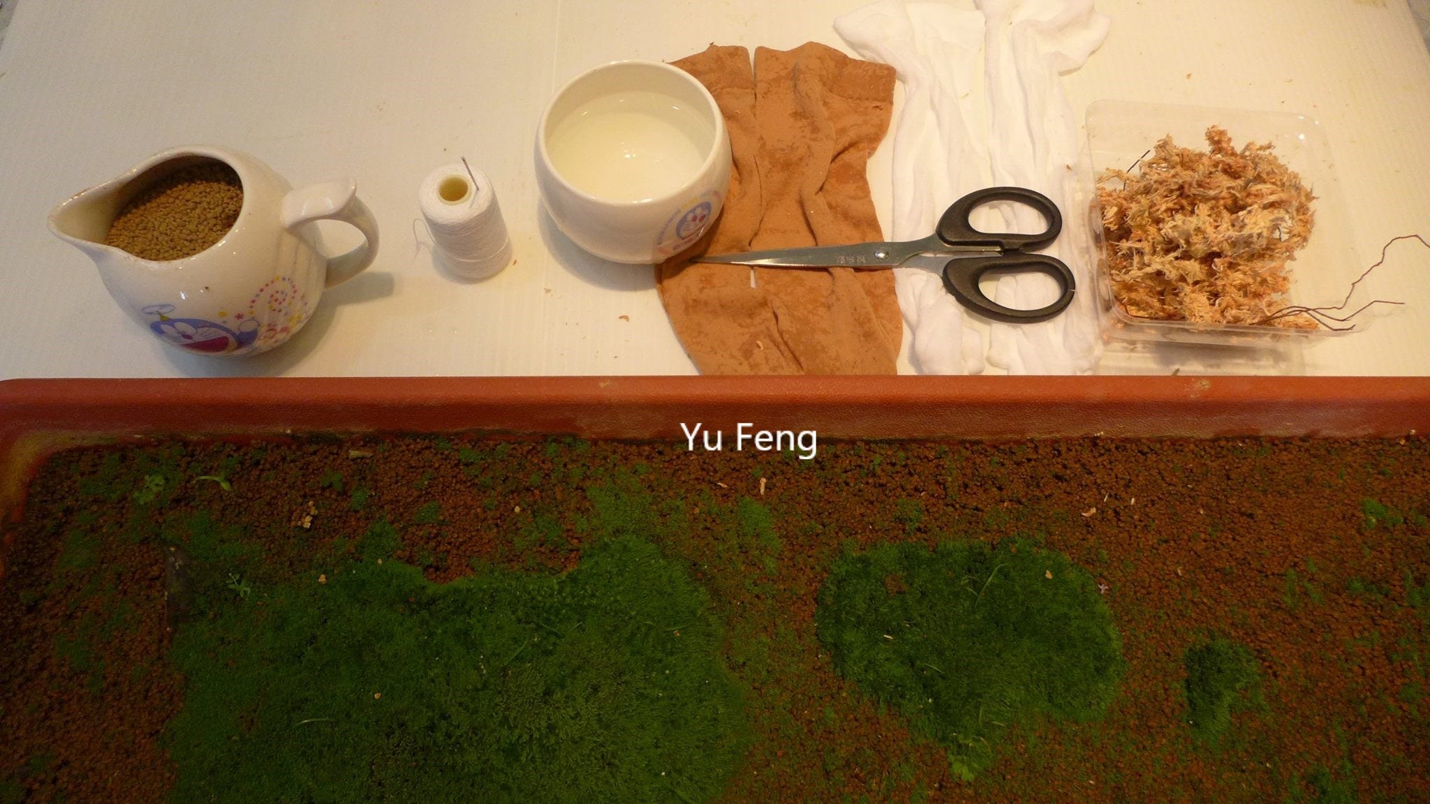 苔蘚學堂 糖果襪苔球寶寶的製作 材料 By Yu Feng Medium 苔蘚學堂 糖果襪苔球寶寶的製作 材料 By Yu Feng Medium