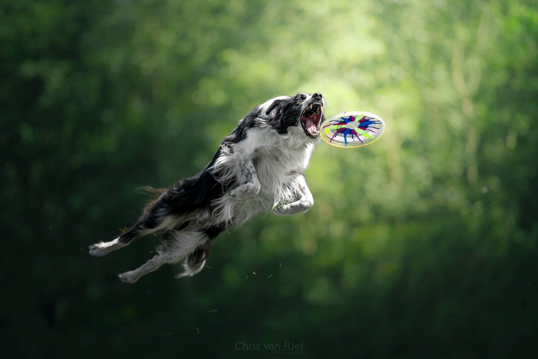 Just 19 Photos of Dogs Majestically Catching Frisbees by Jack