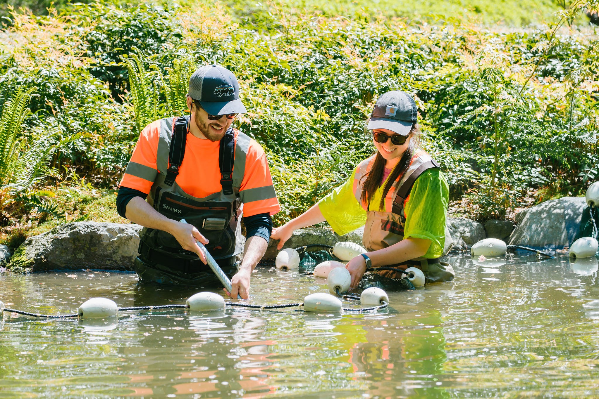 The Otter Side Of Vancouver S Stolen Koi Story Ubcscience Medium
