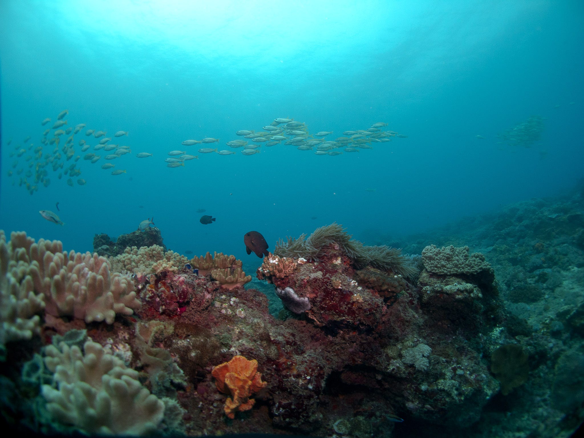 Marine Scientists Examine Impacts of Different Fishing Gear on Coral Reefs