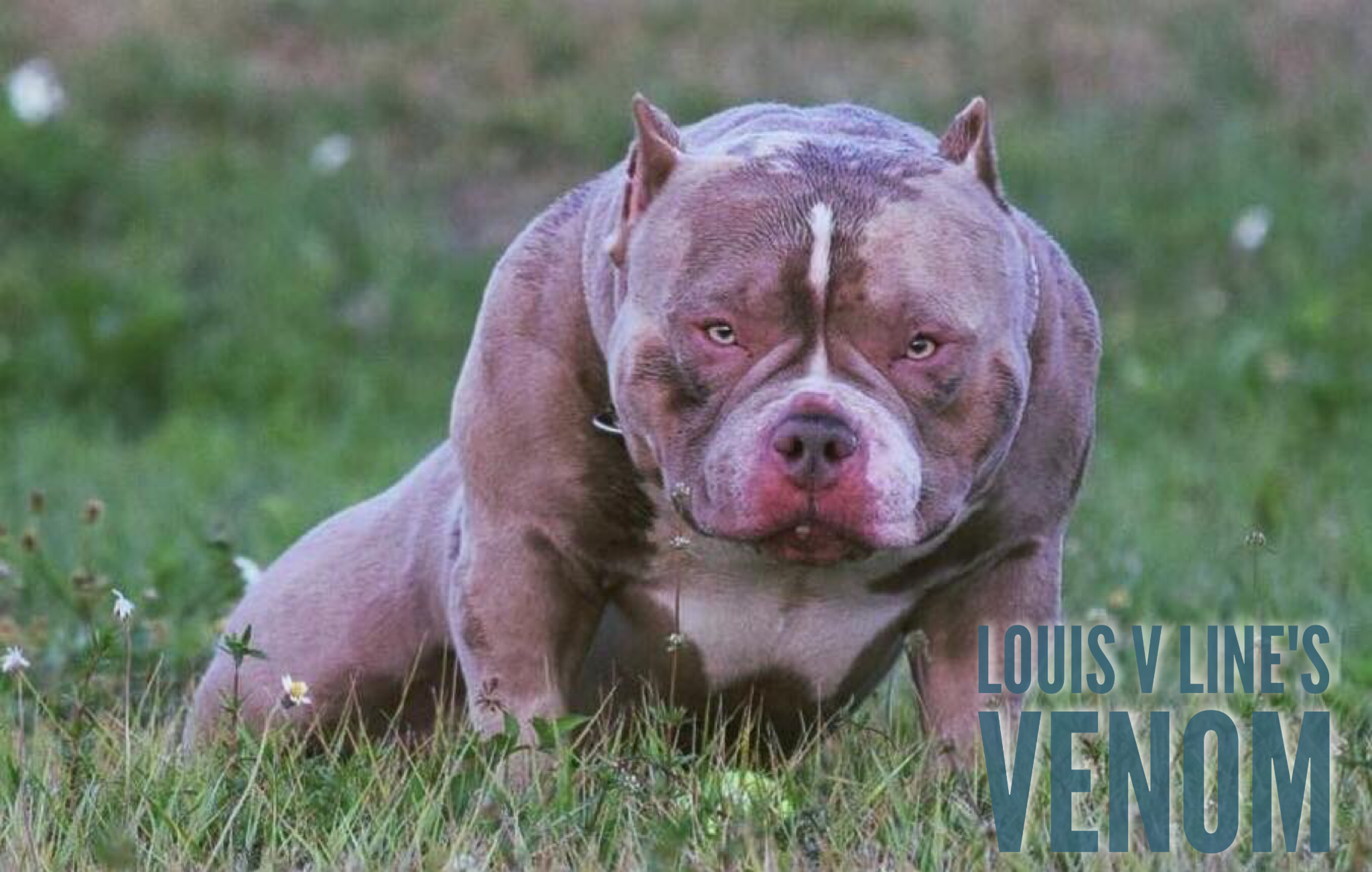 louis v american bully