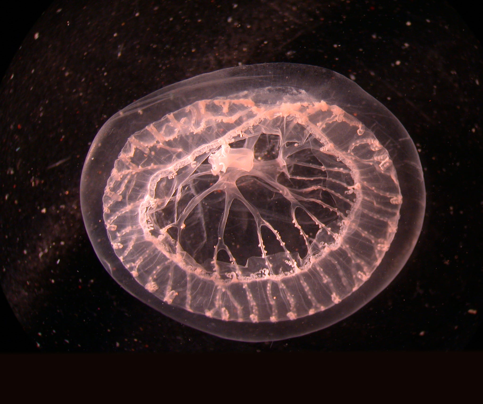 Built for Survival, Jellyfish Are Quickly Becoming Pests (VIDEO)