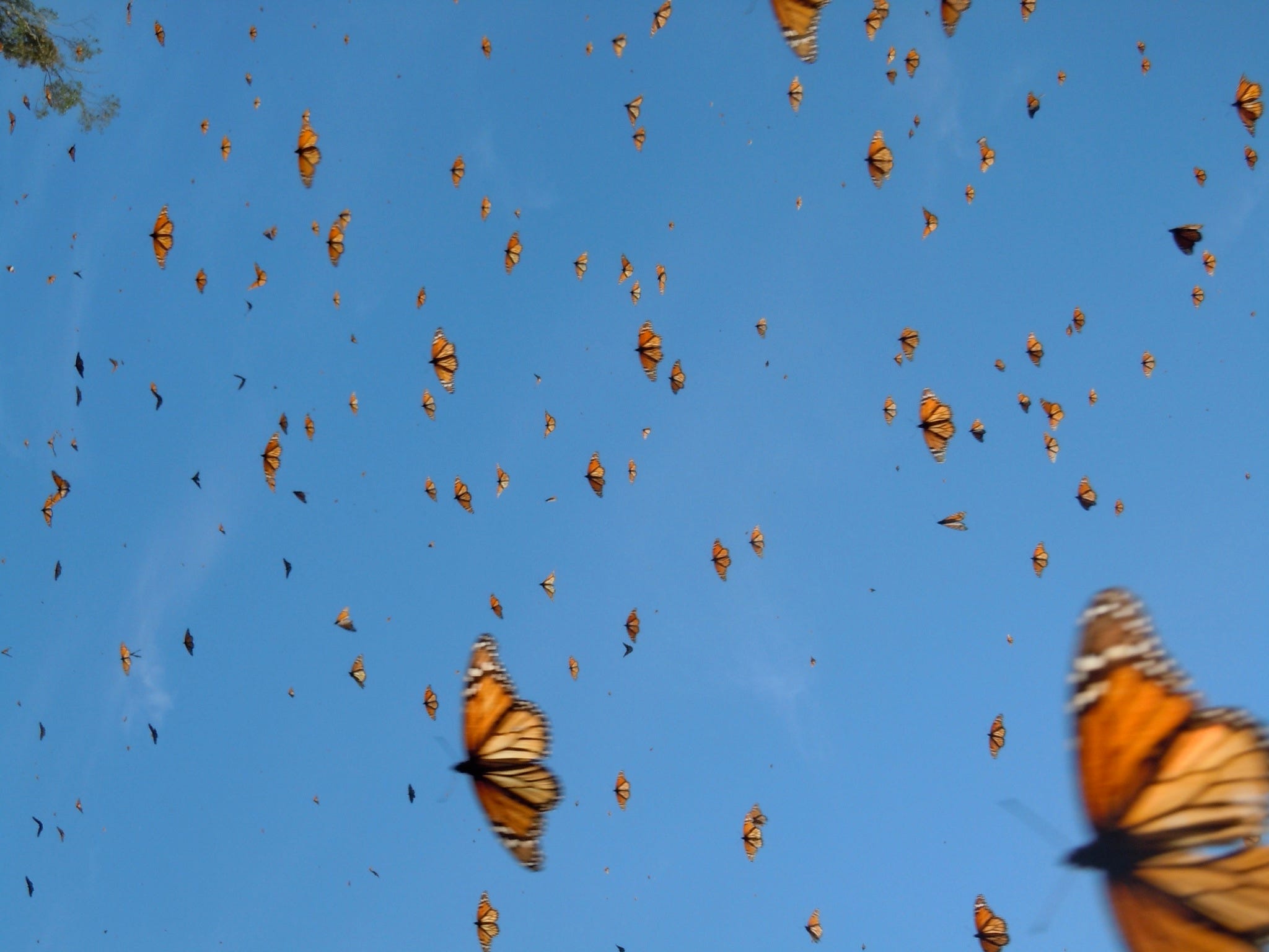 The Monarch Migration Mike Patterson Medium