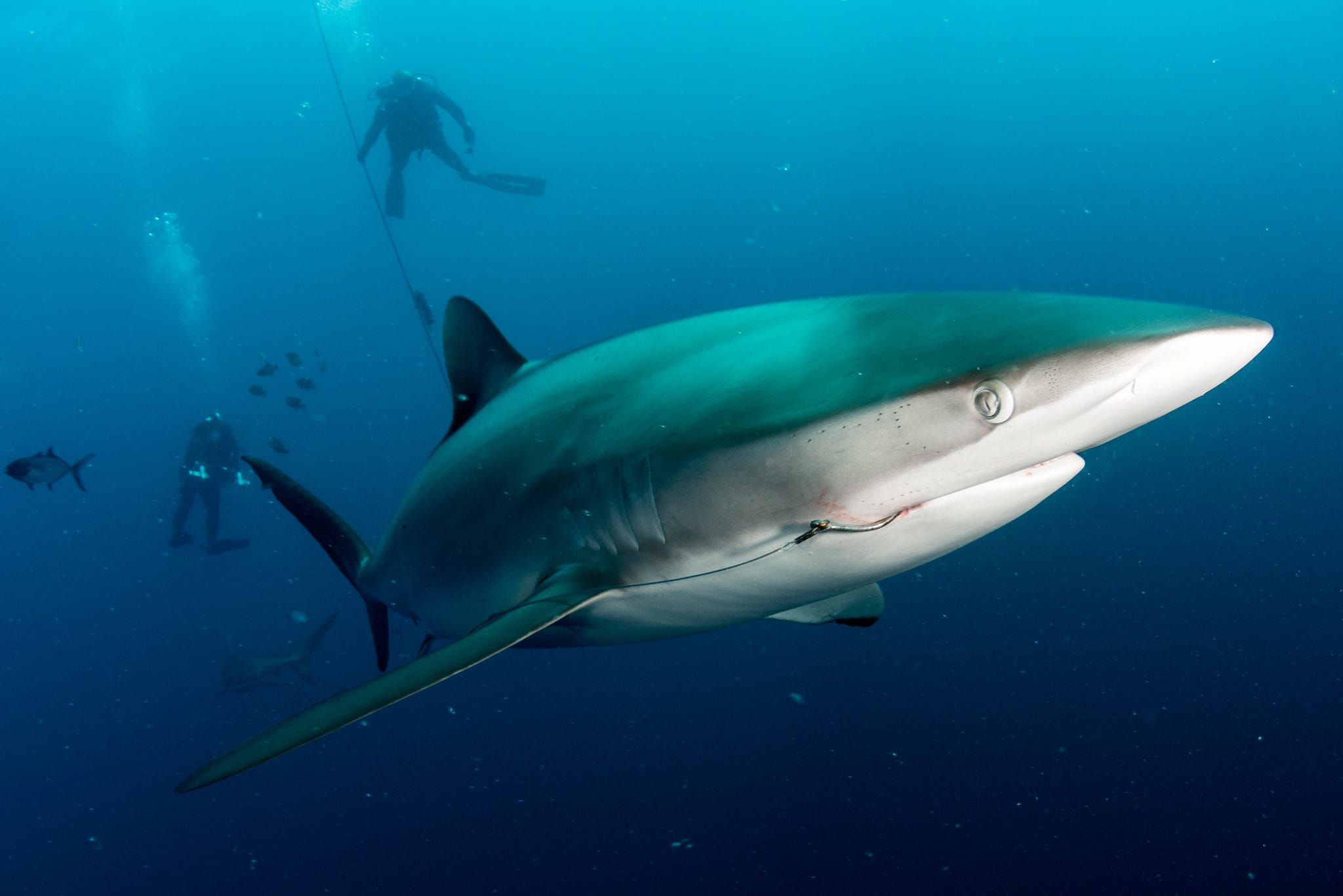 sharks predators sharks predators