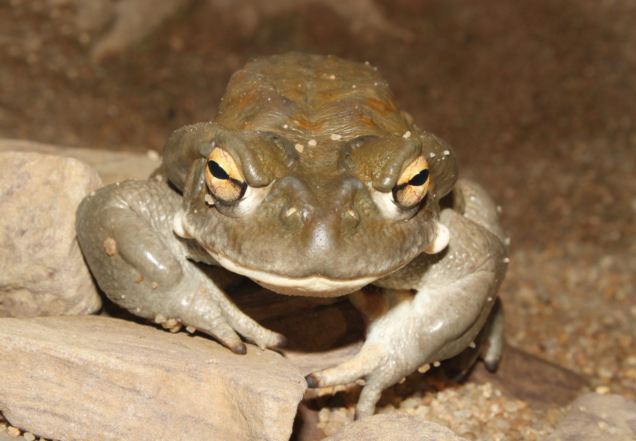 Smoking The Toad This Is The Story Of The First Time I By Philip Markle Noteworthy The Journal Blog