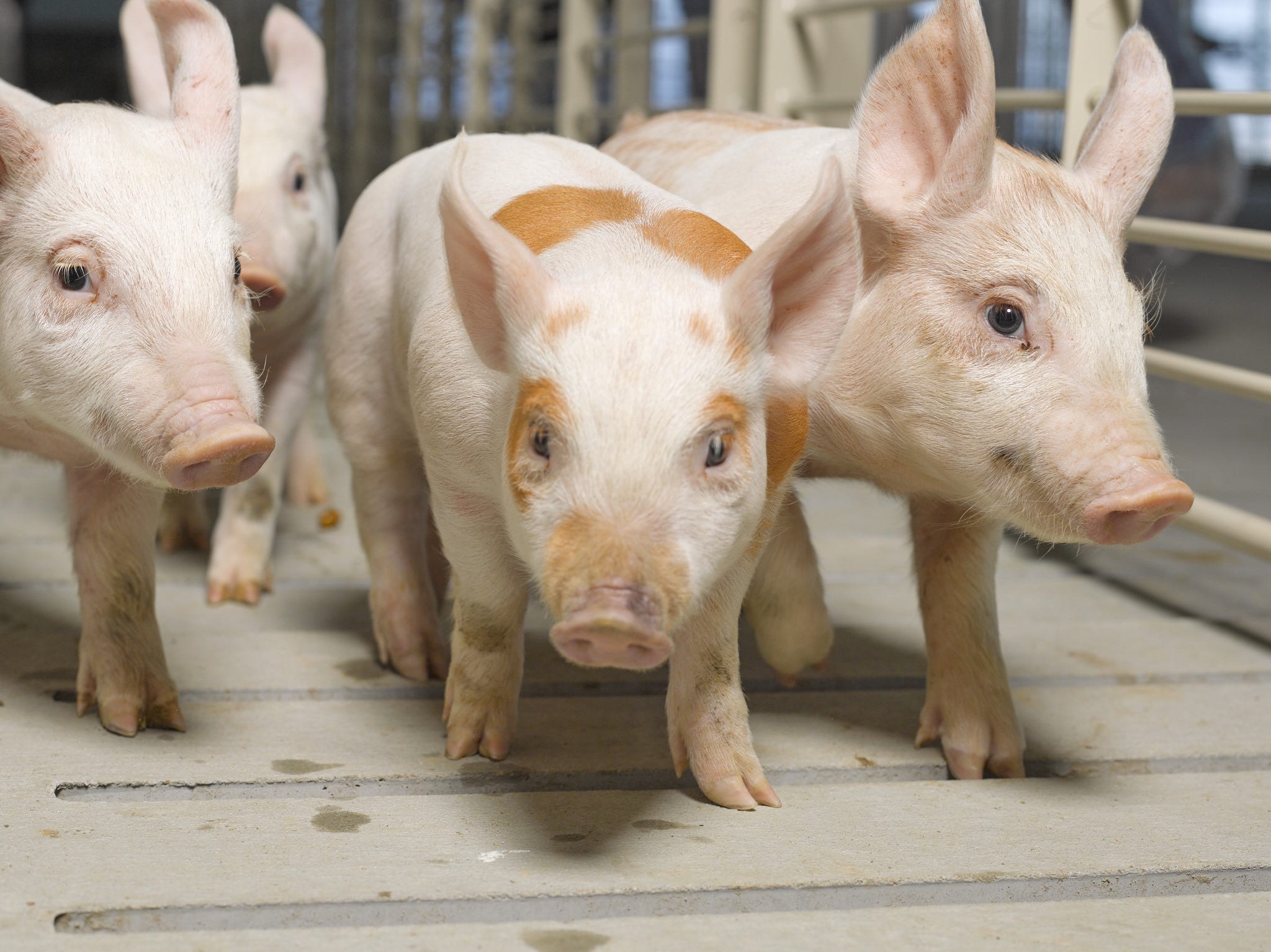 Geneticist backs US scientists who have created hybrid embryos in pigs