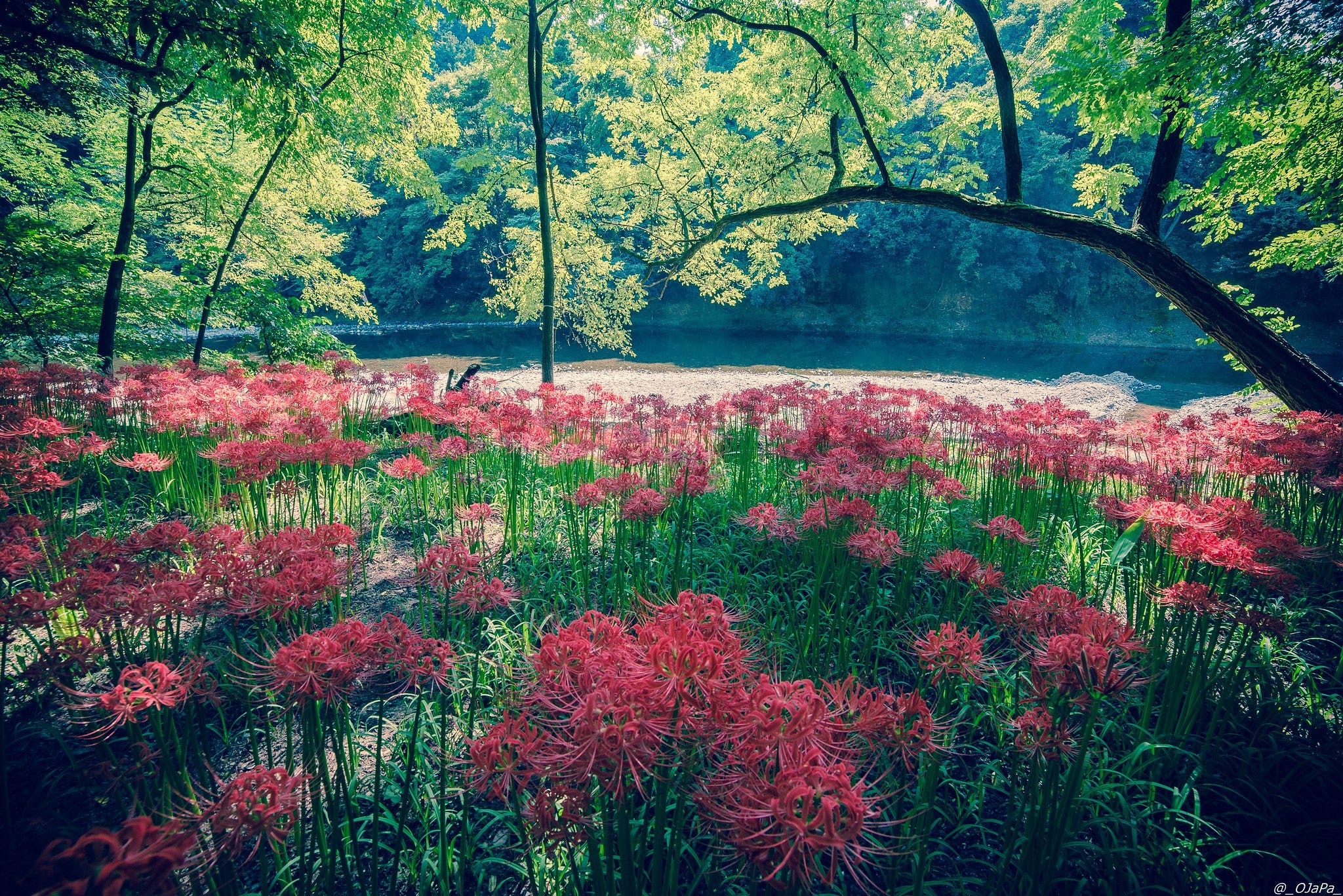 9 10月 指引靈魂離開的血紅花路 日本各地秋分盛開的彼岸花 秋天好像和紅色總是離不開 滿天盛開的紅葉好像連天空 陽光都染上紅色 還有露營地上 By 是日太郎