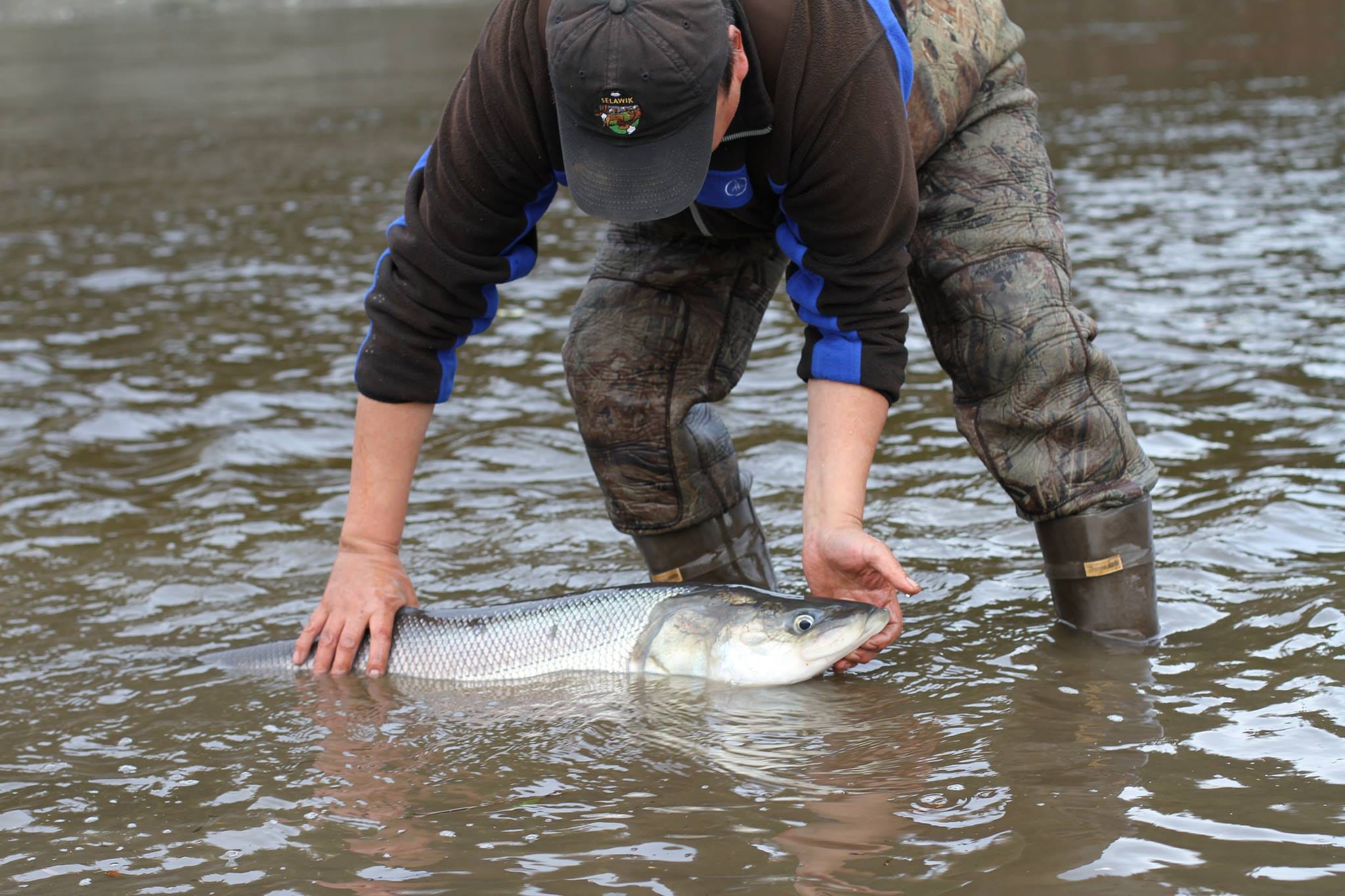 a man holding a sheefish half out of the water