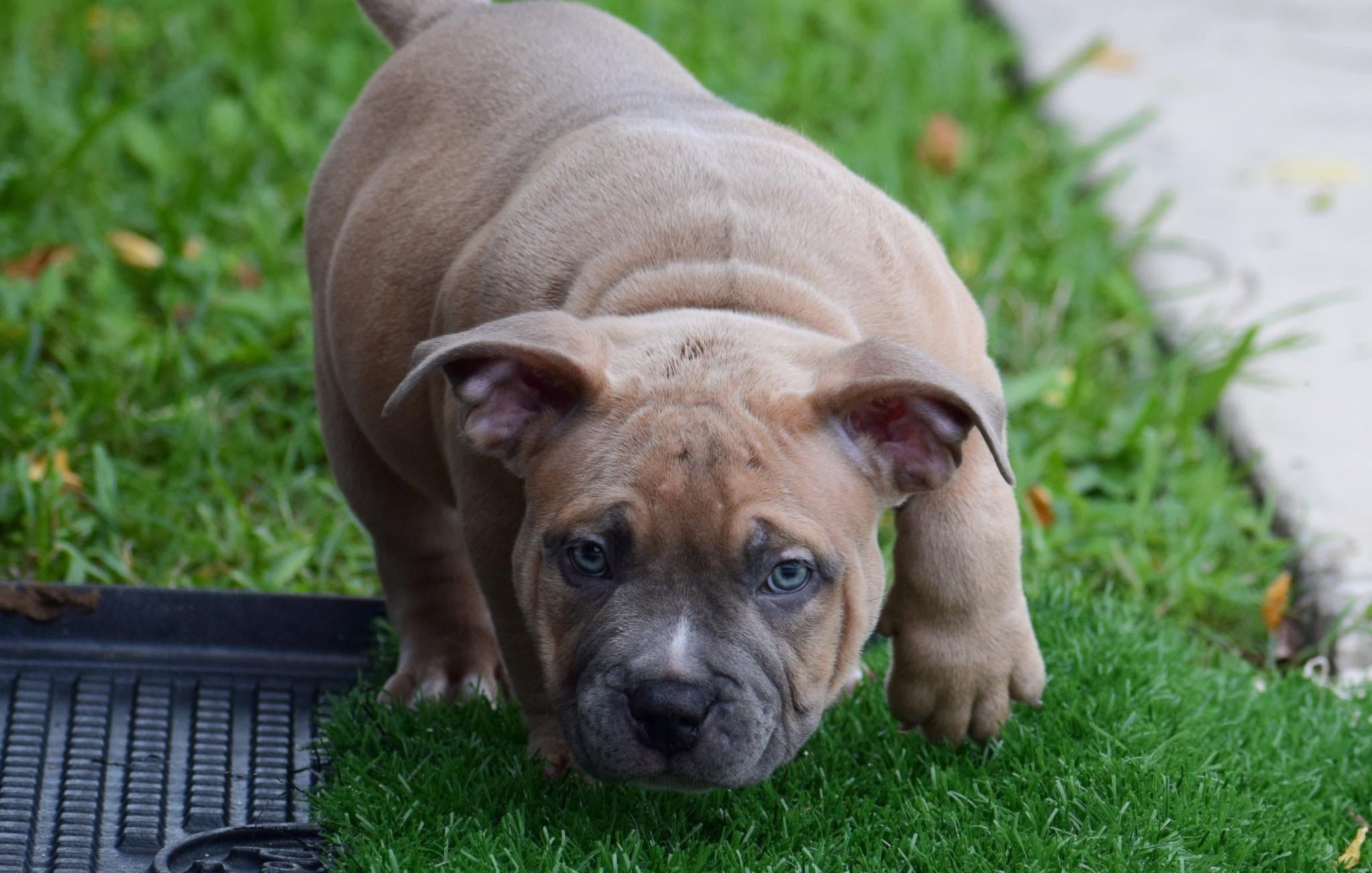 Best Extreme Pocket American Bully Puppies For Sale | by BULLY KING