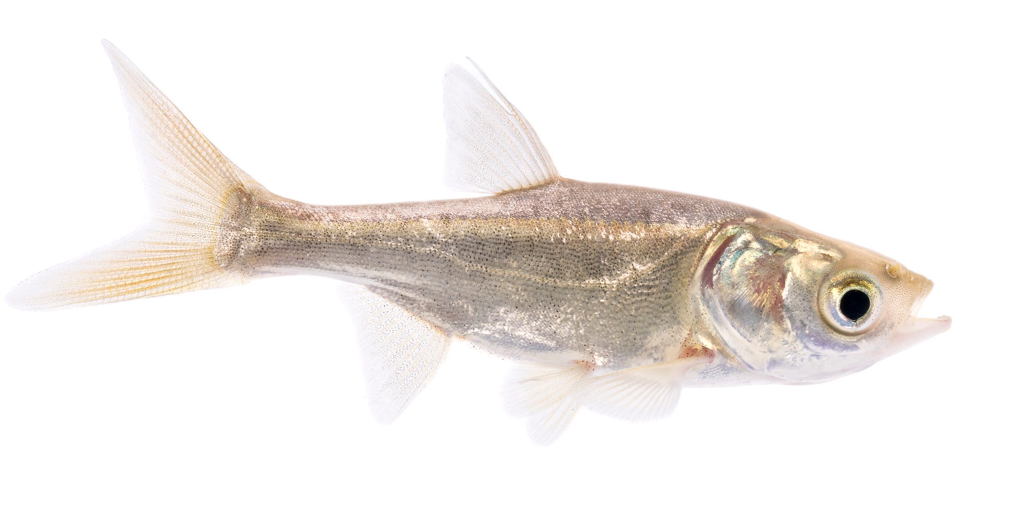 Close-up of juvenile bighead carp with white background