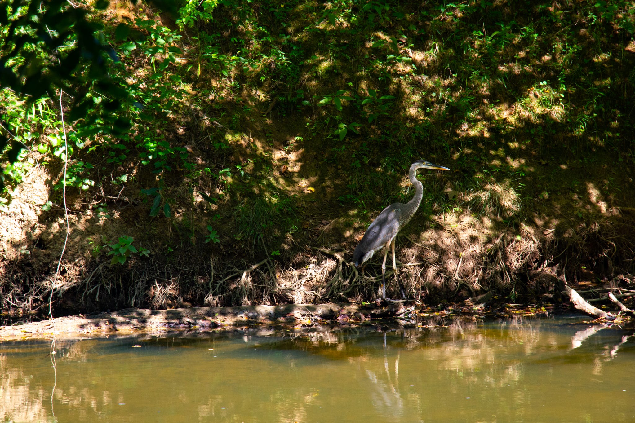 A heron standing along the banks of the Eno River hiding in the shade