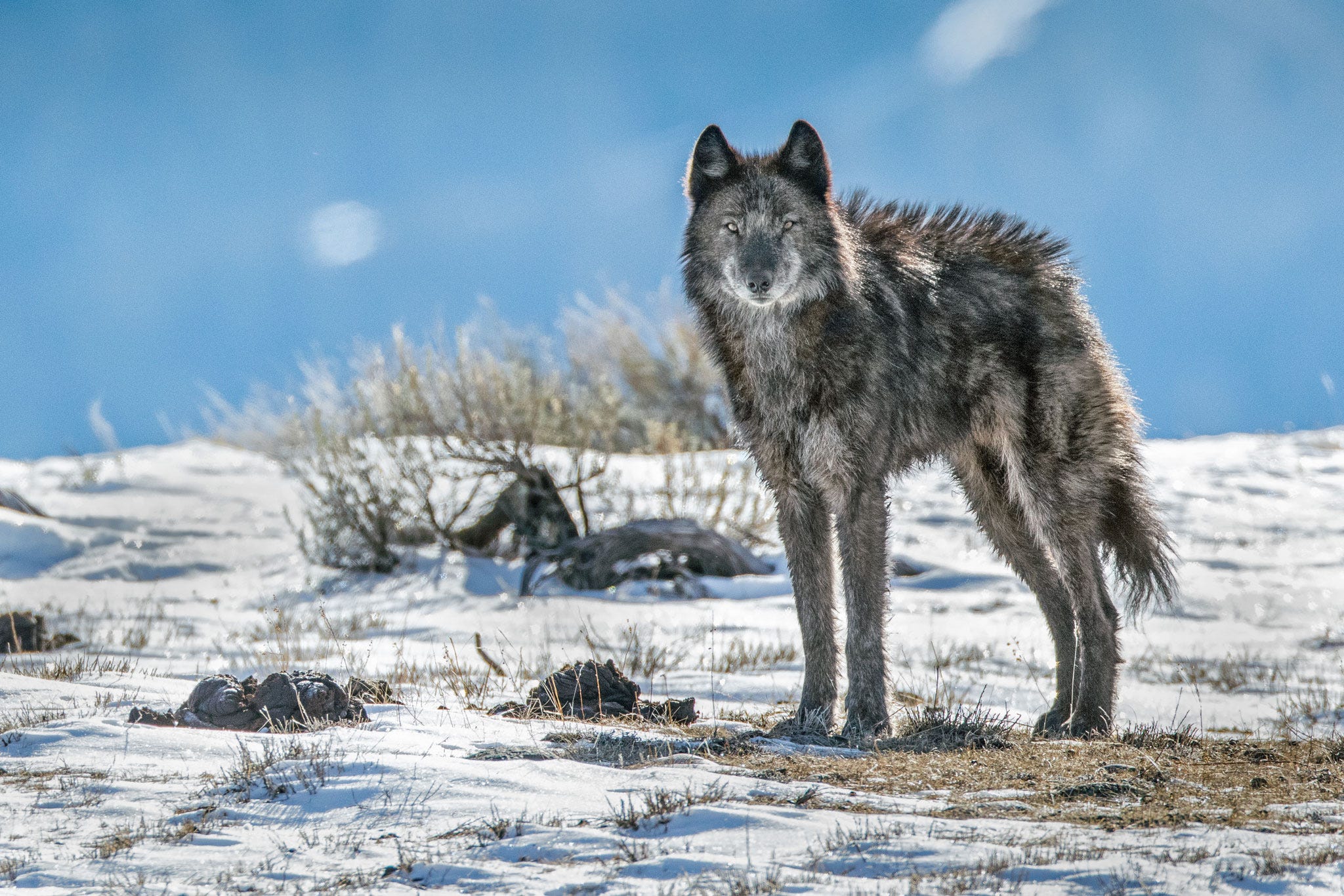 The Stewards Of Yellowstone David Vasquez Medium - 
