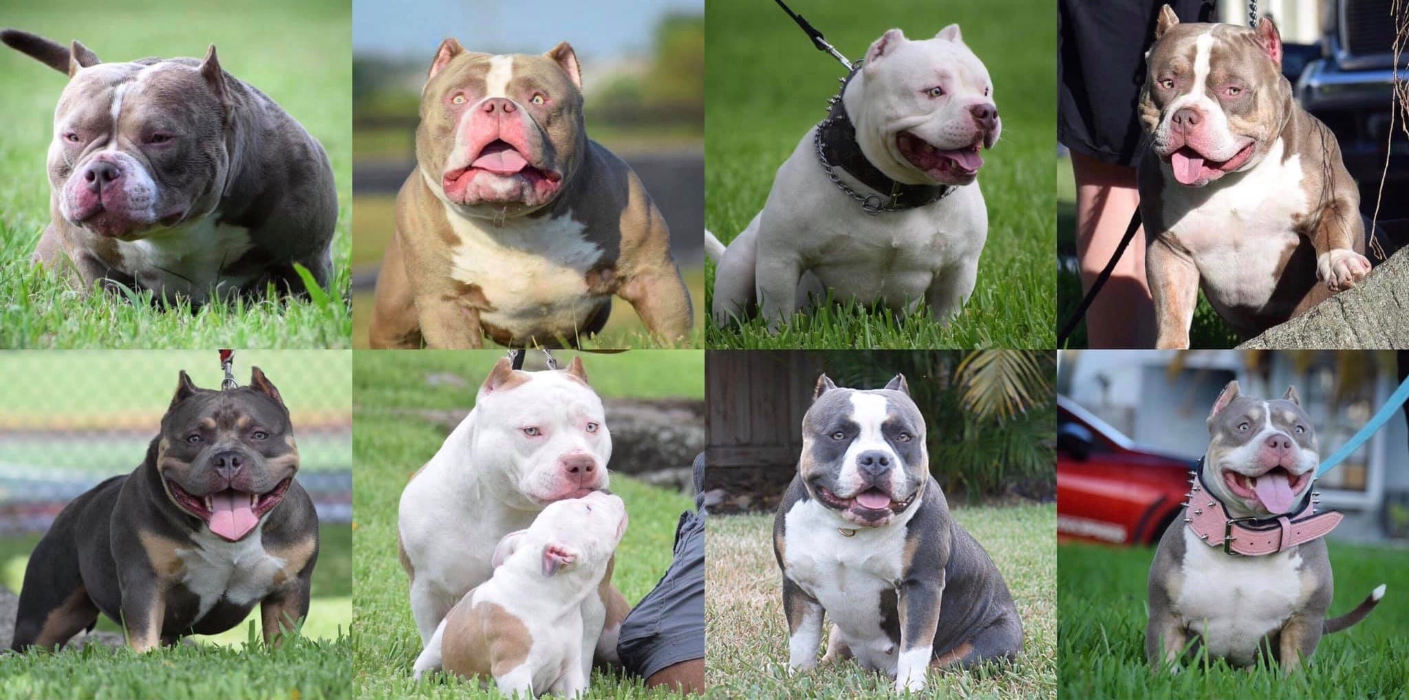 best treats for american bully puppy