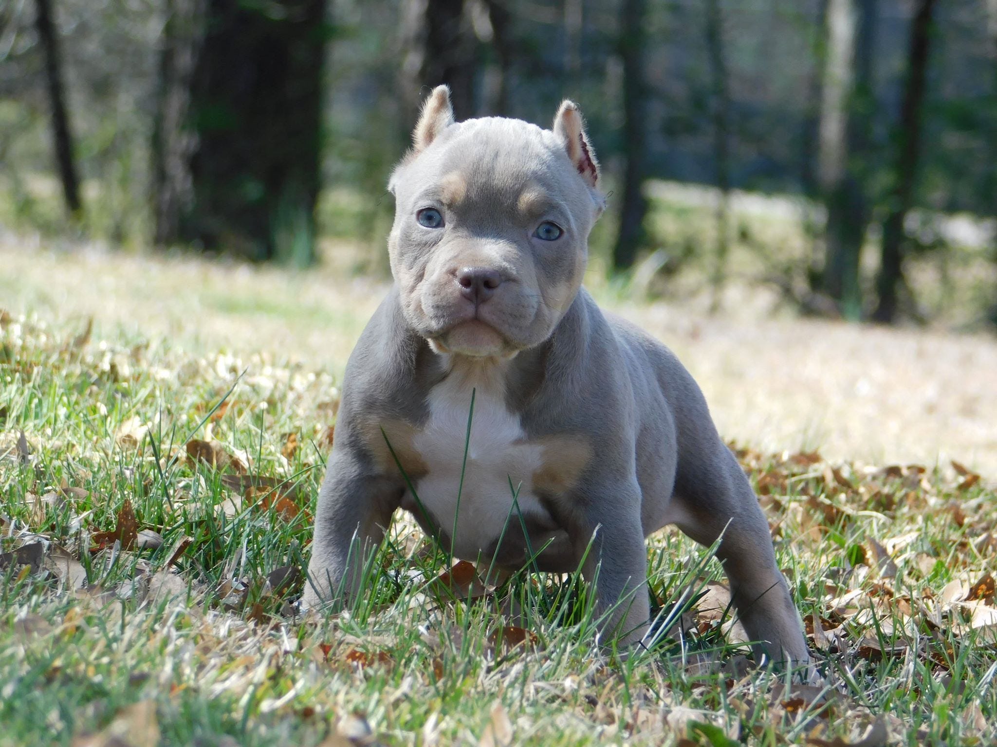 TOP AMERICAN BULLY BREEDING | BEST EXTREME BUILD POCKET AMERICAN BULLY