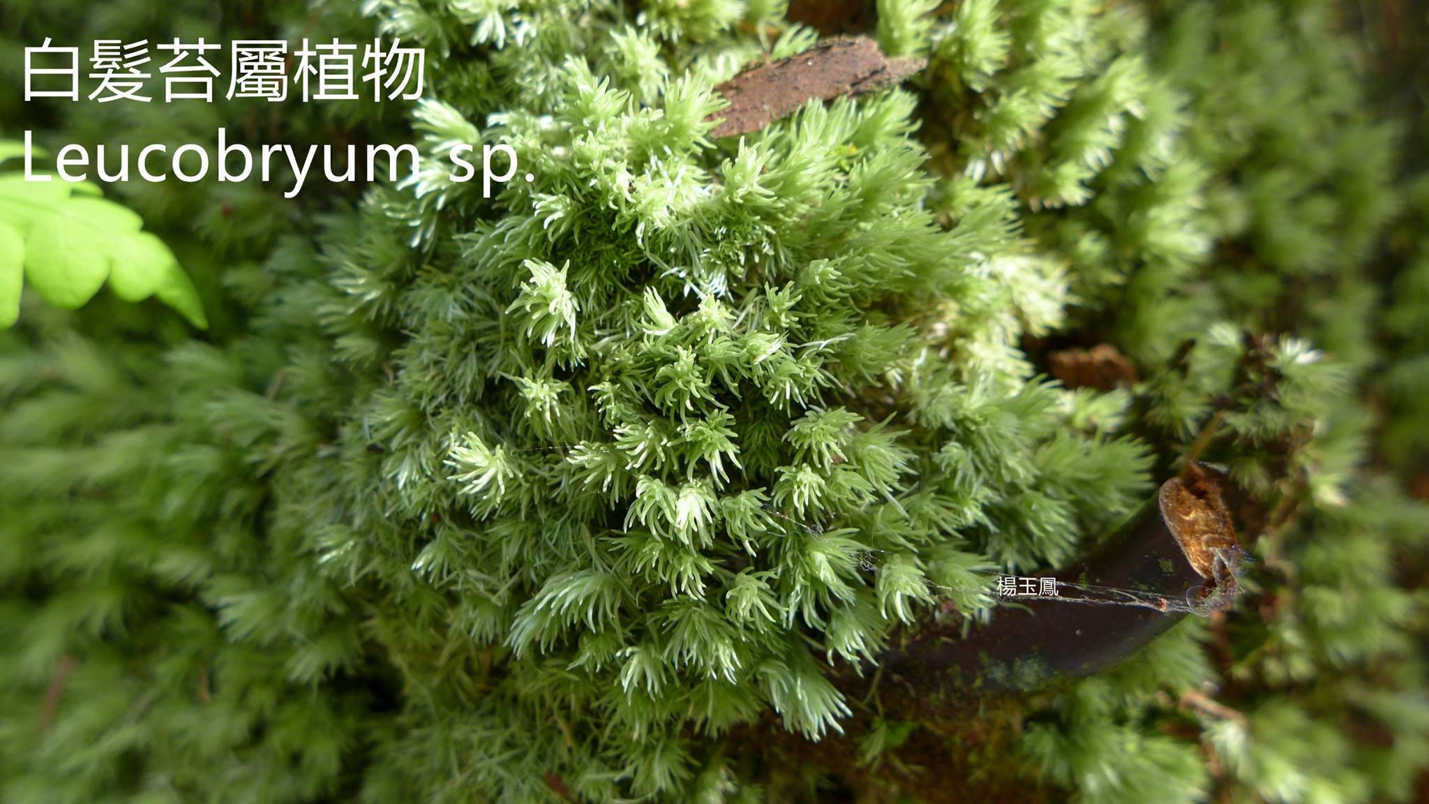 苔蘚學堂 淺談白髮苔 Leucobryaceae 白髮苔科在台灣有4屬18種 大多為樹生 偶生於腐植土或岩石 它的植物體直立 中型 By Yu Feng Medium