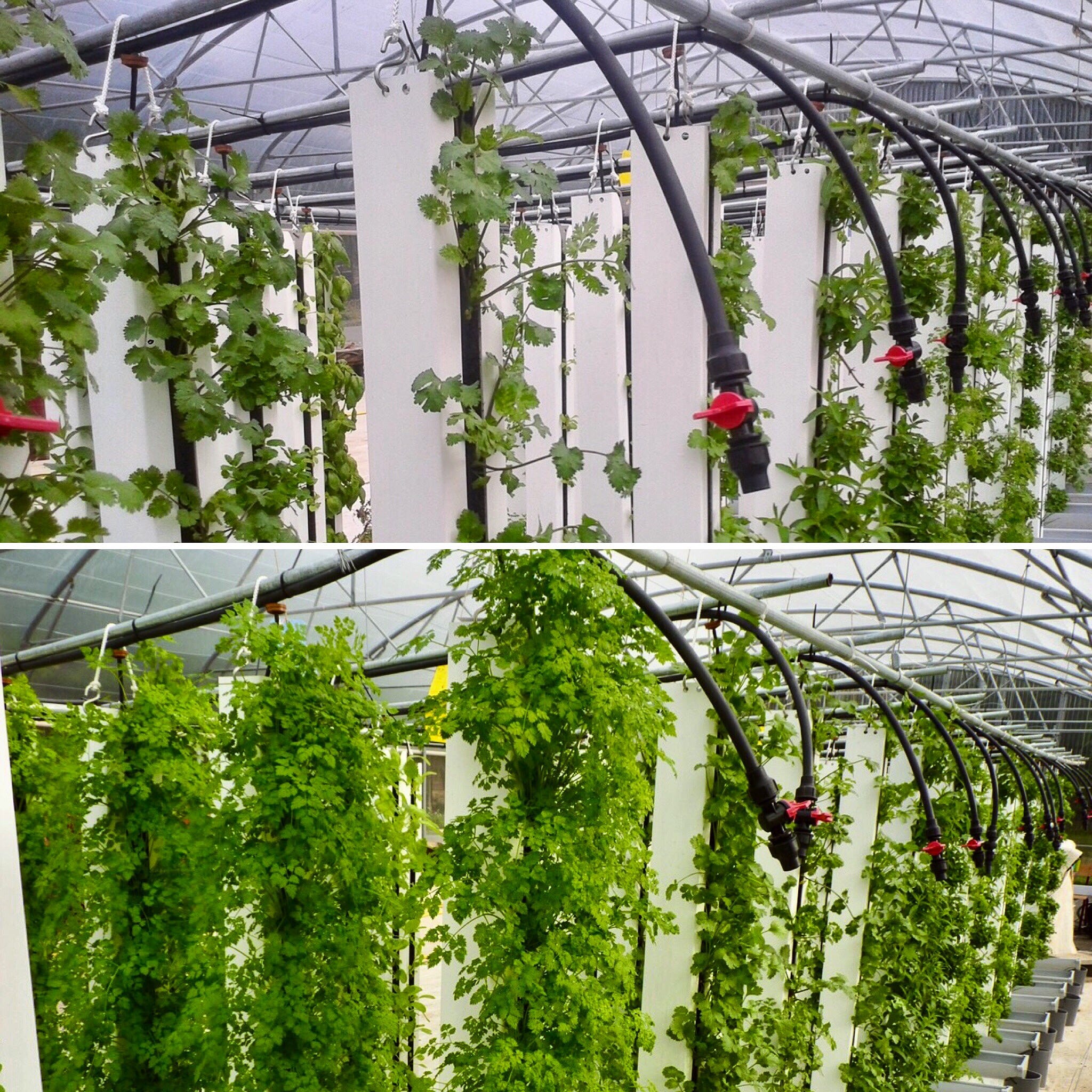 9 reasons why vertical farms fail - bright agrotech - medium