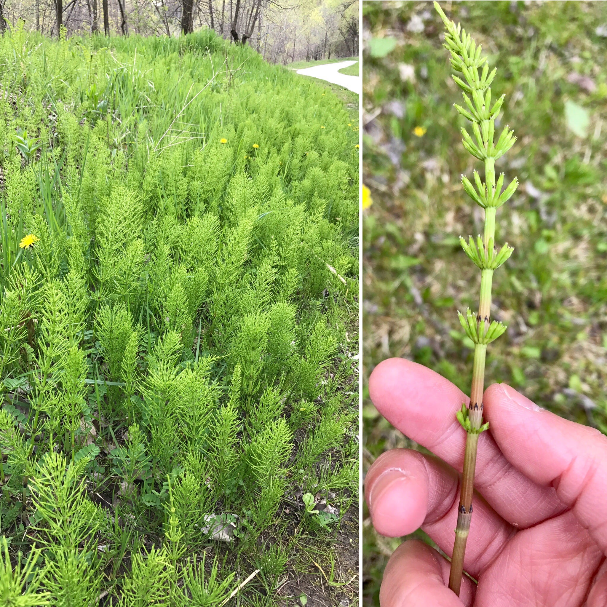 Horsetail — the wild edible. The medicinal plant that dates back… by