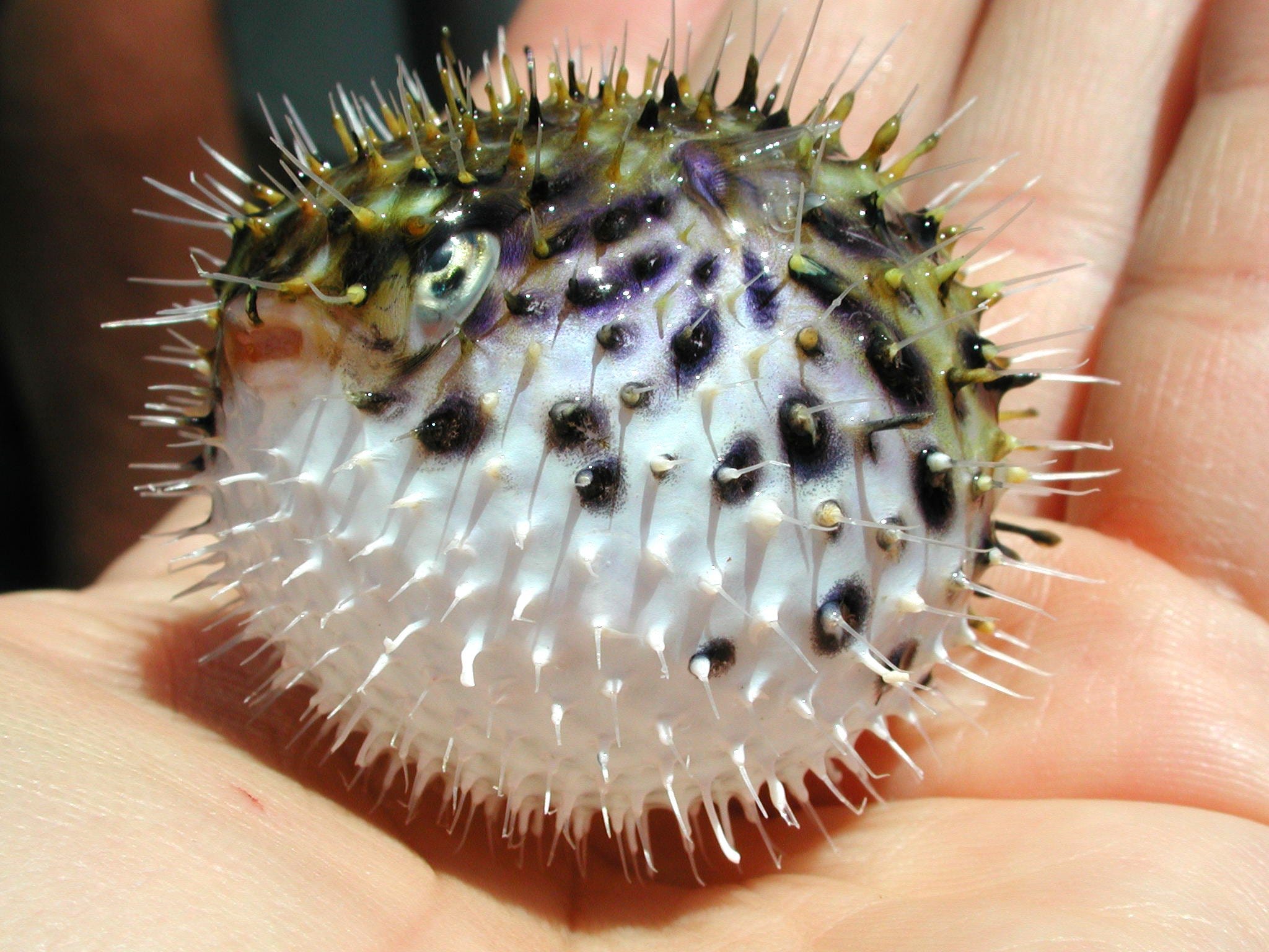Do pufferfishes hold their breath when inflated? 𝐆𝐫𝐫𝐥𝐒𝐜𝐢𝐞𝐧𝐭𝐢𝐬𝐭 Medium