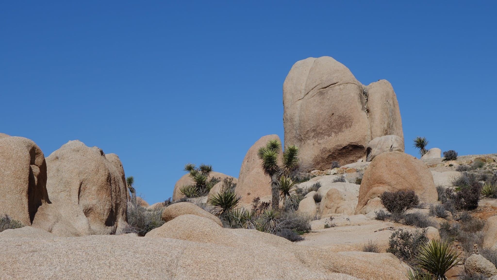Viva Las Joshua Tree. Las Vegas, Nevada by Medium