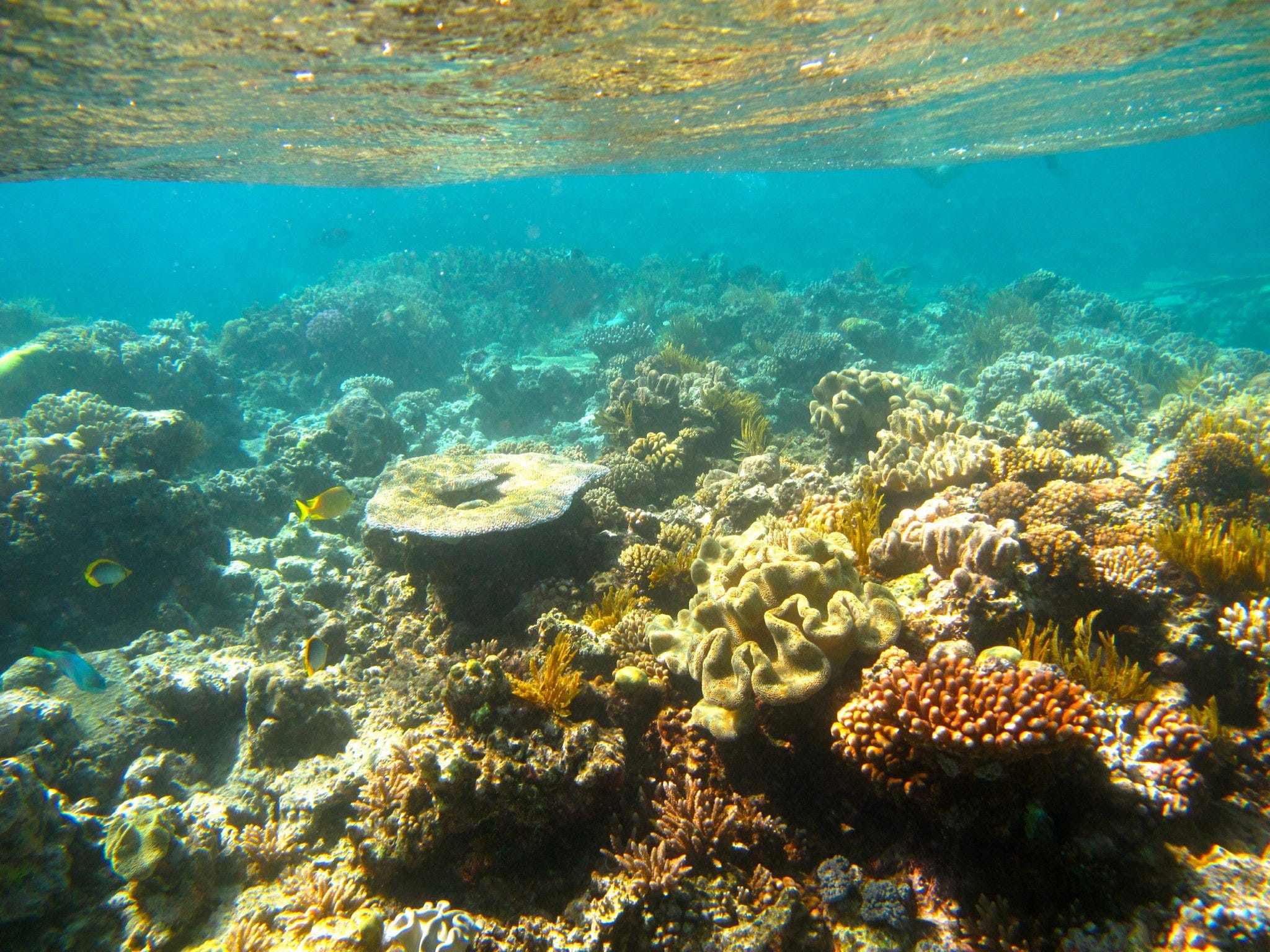 The Majestic Great Barrier Reef & Climate Change Effects | by Jen Ann ...