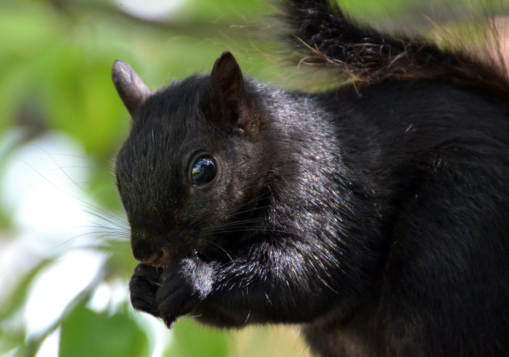 Black is the New Grey Black Squirrels Rock Creek Conservancy Medium