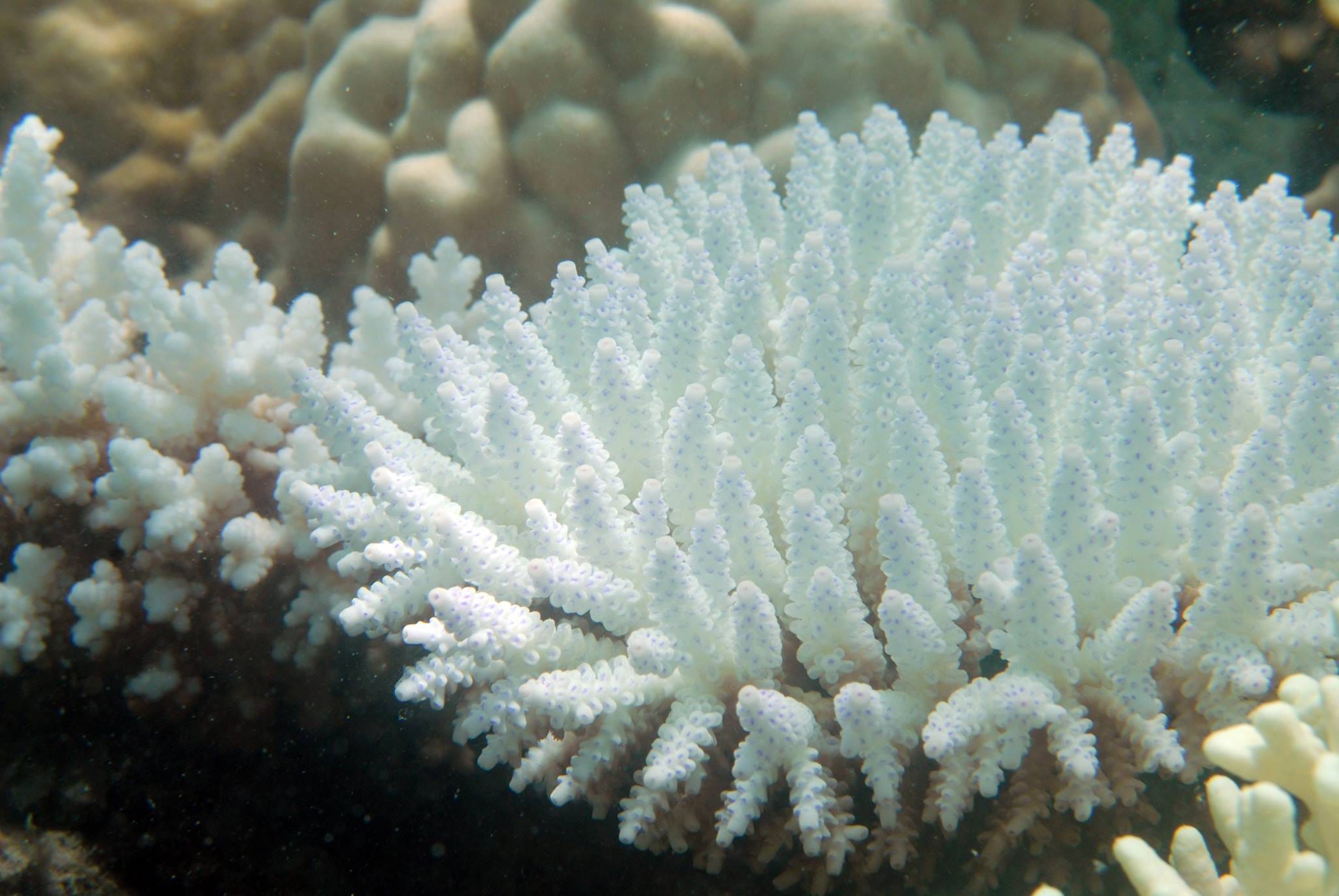 演講筆記 用公民科學紀錄珊瑚白化 珊瑚觀察 Coralwatch 計畫 By 顏寧 Medium