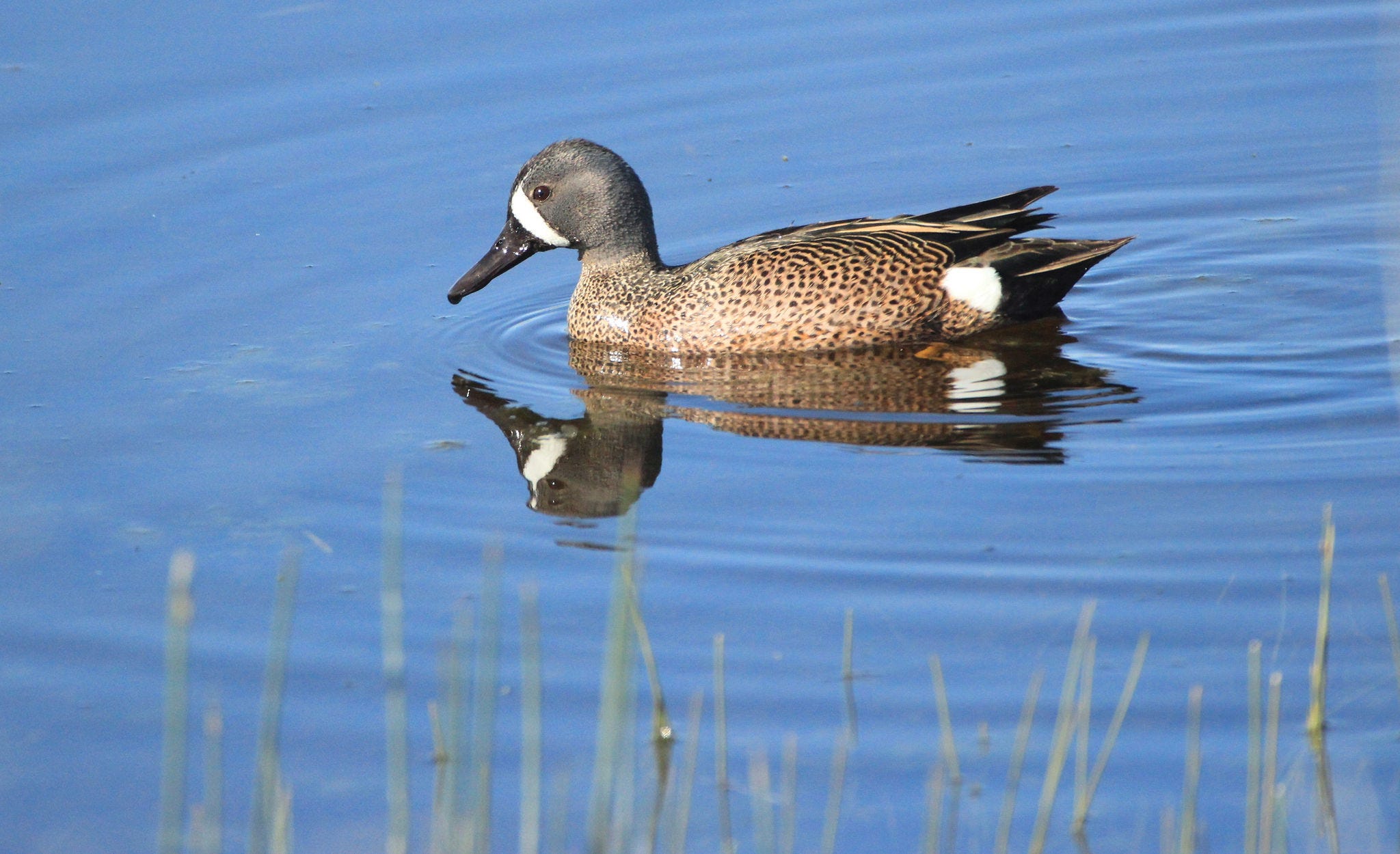 Ideas for How You Can Enjoy Wetlands | by U.S. Fish and Wildlife