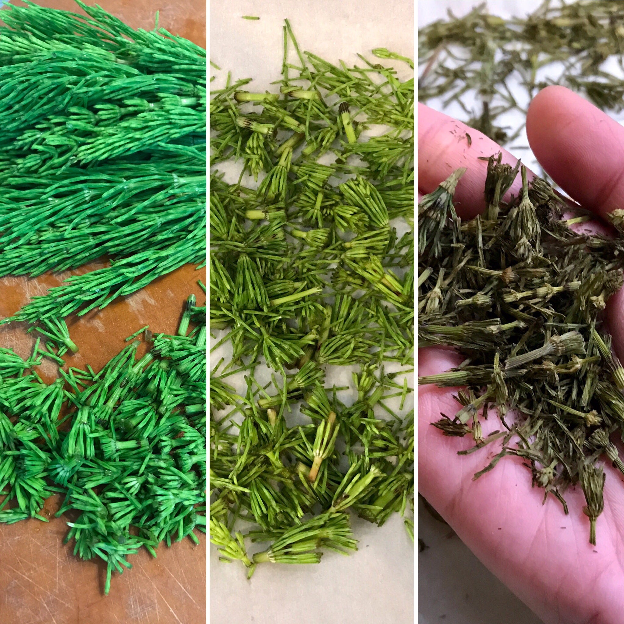 Horsetail — the wild edible. The medicinal plant that dates back… by