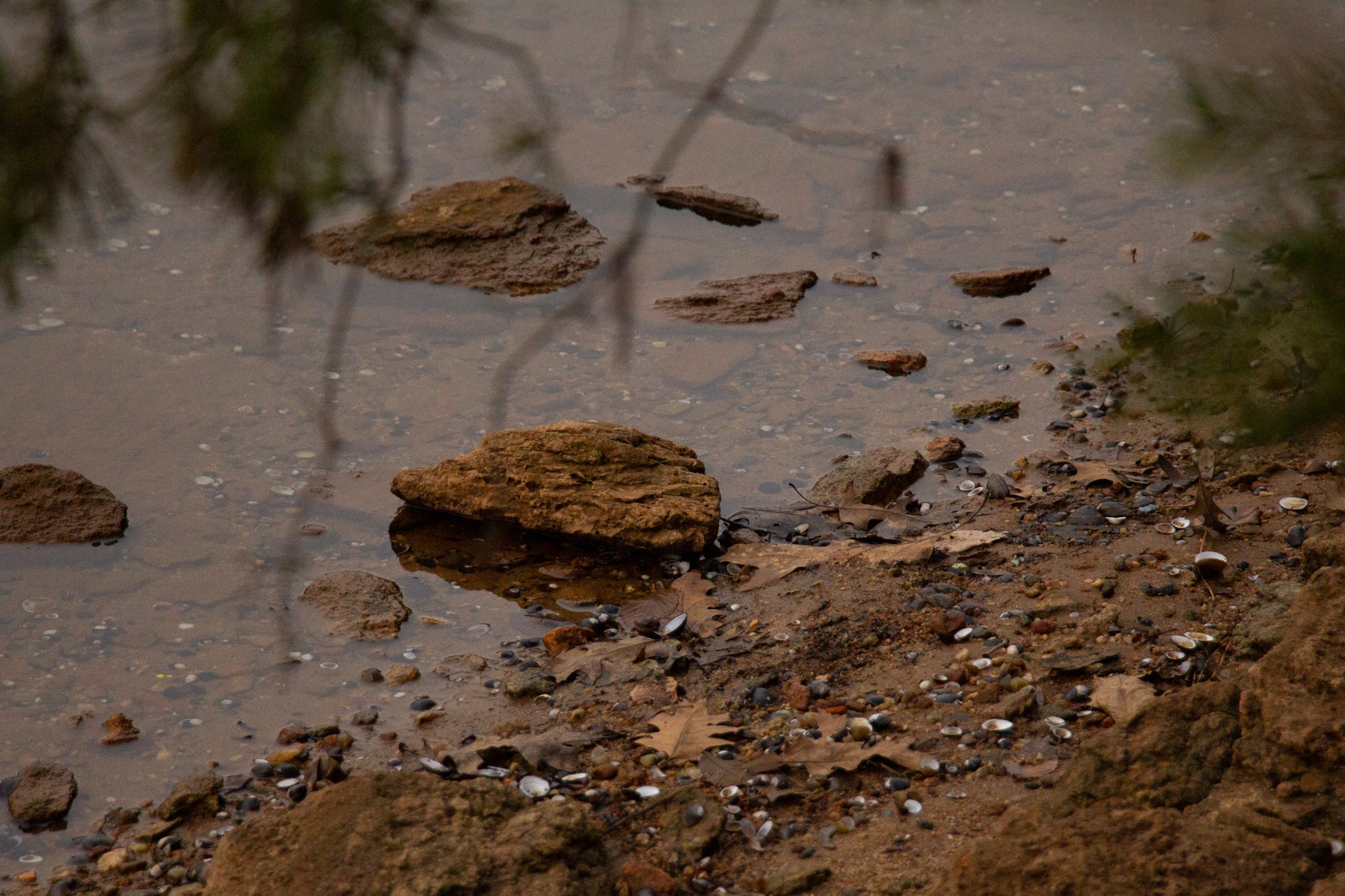 A portion of the shore with white seashells scattered throughout.