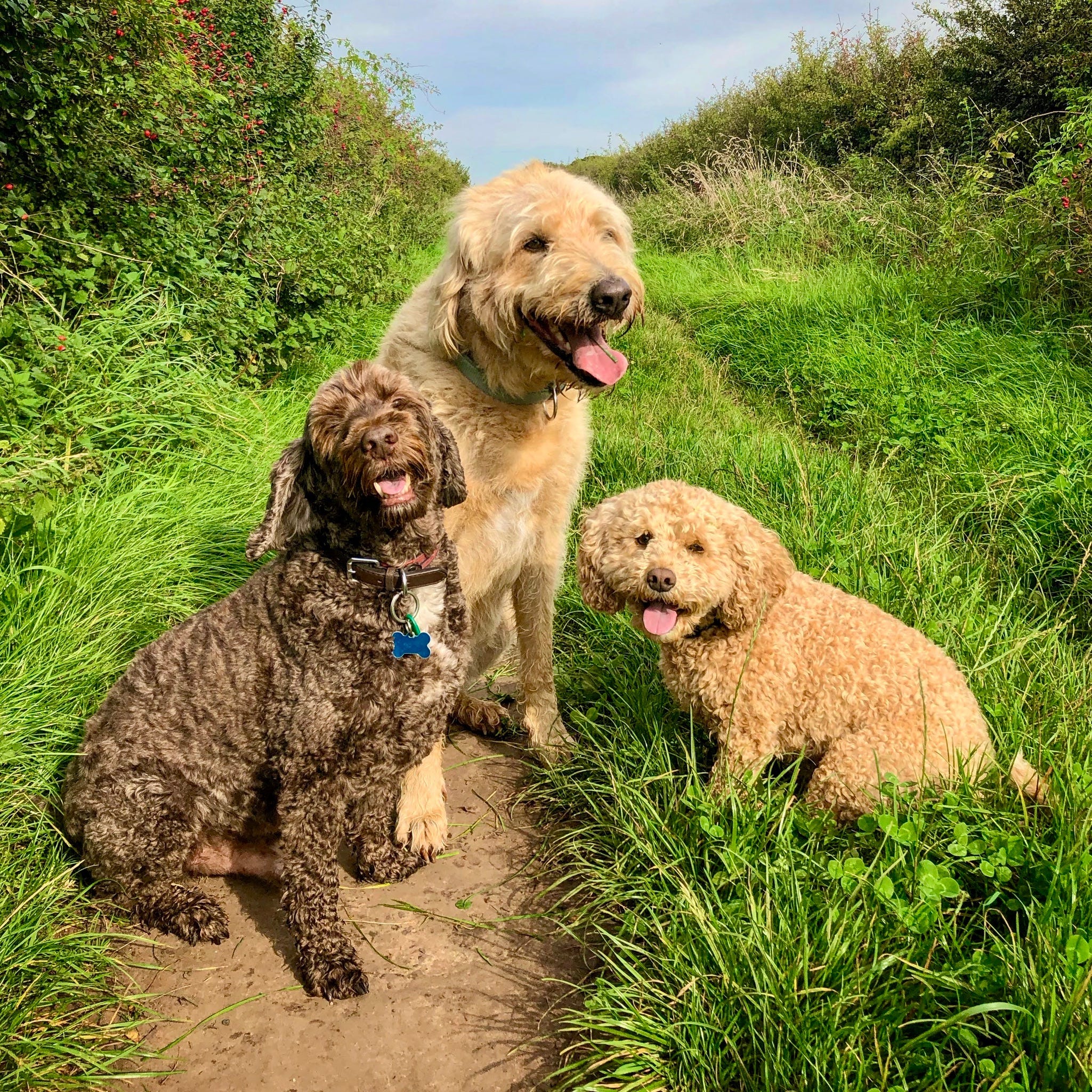 dogs are better than humans