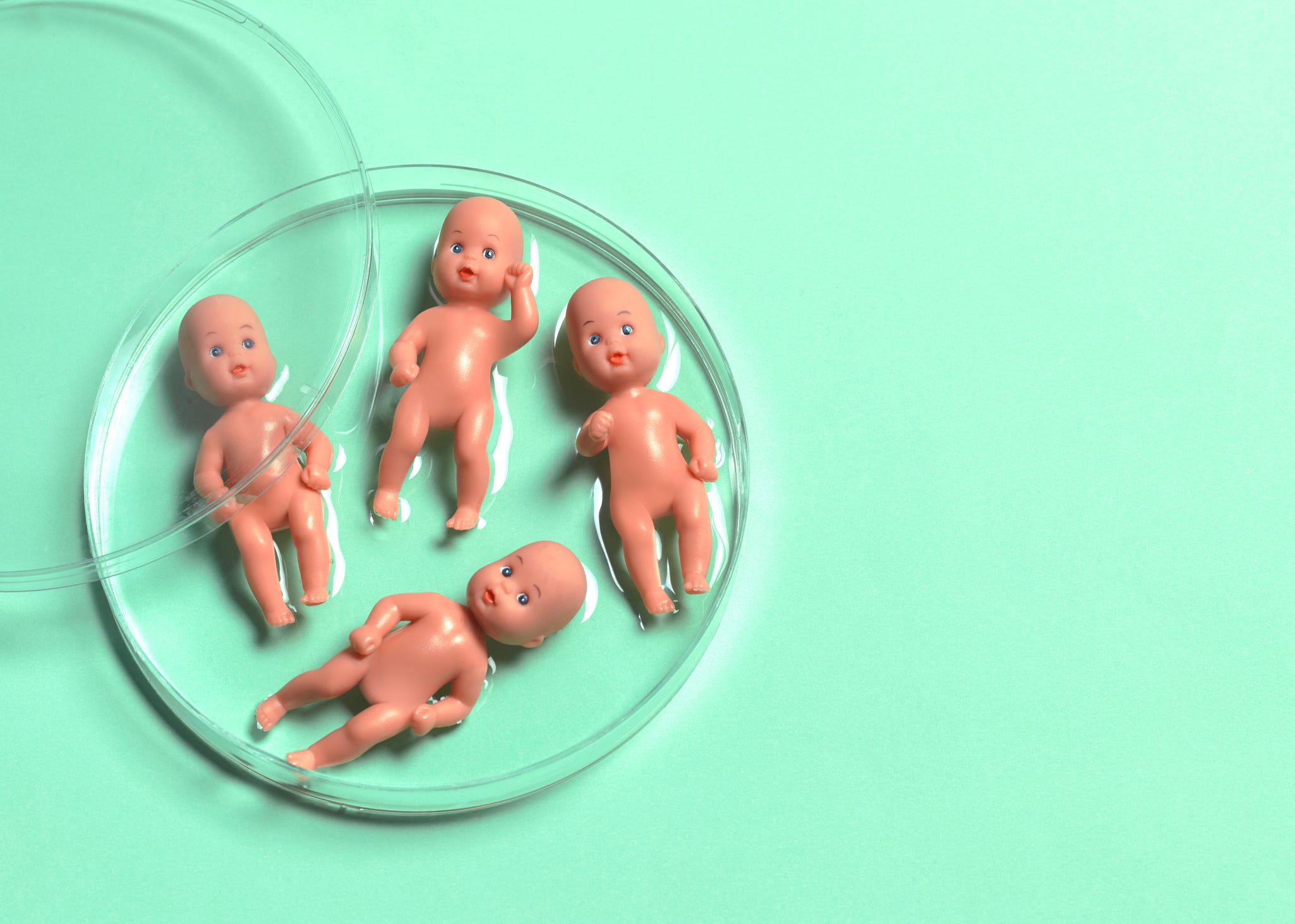Baby figures in petri dish to symbolize IVF.