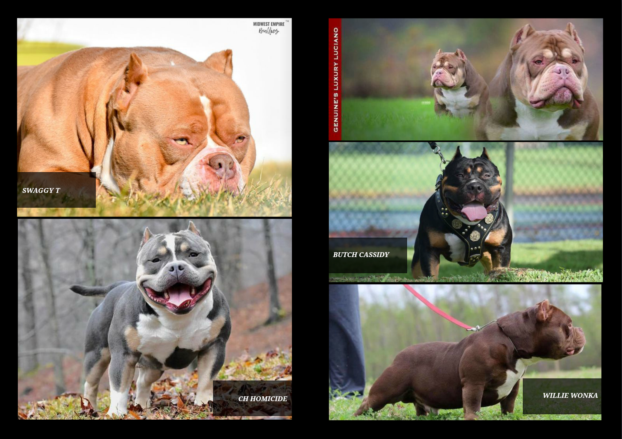 top american bully