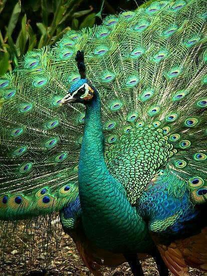 31++ Foto burung merak hijau terbaru