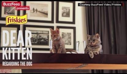 buzzfeed dear kitten