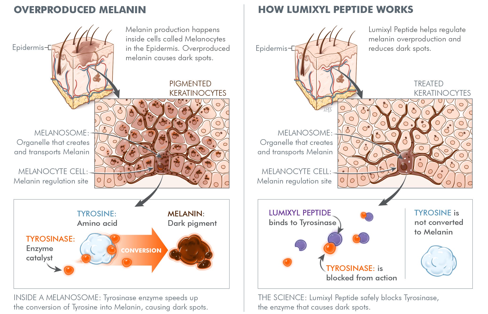lumixyl peptide