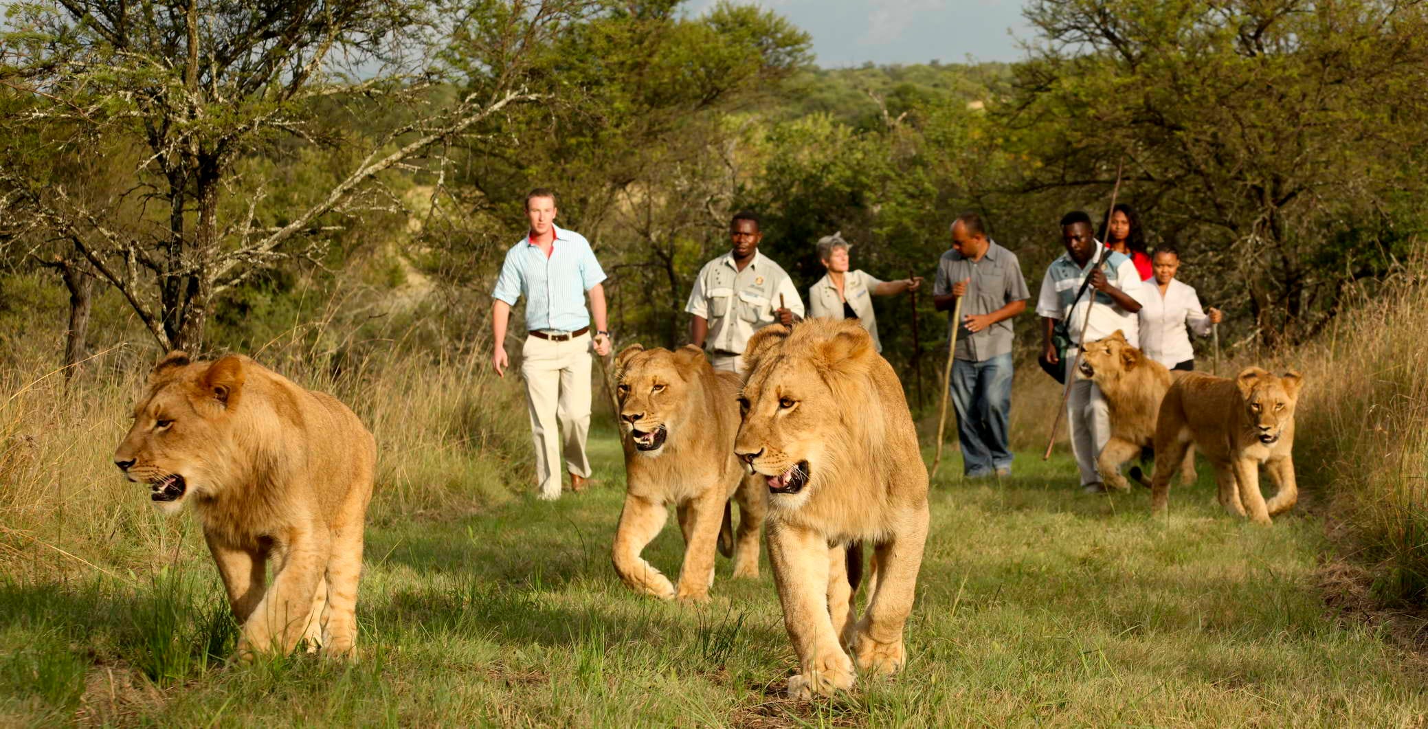 Can I Pet a Lion?. When I started working in the safari… by John