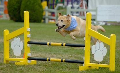fun dog agility