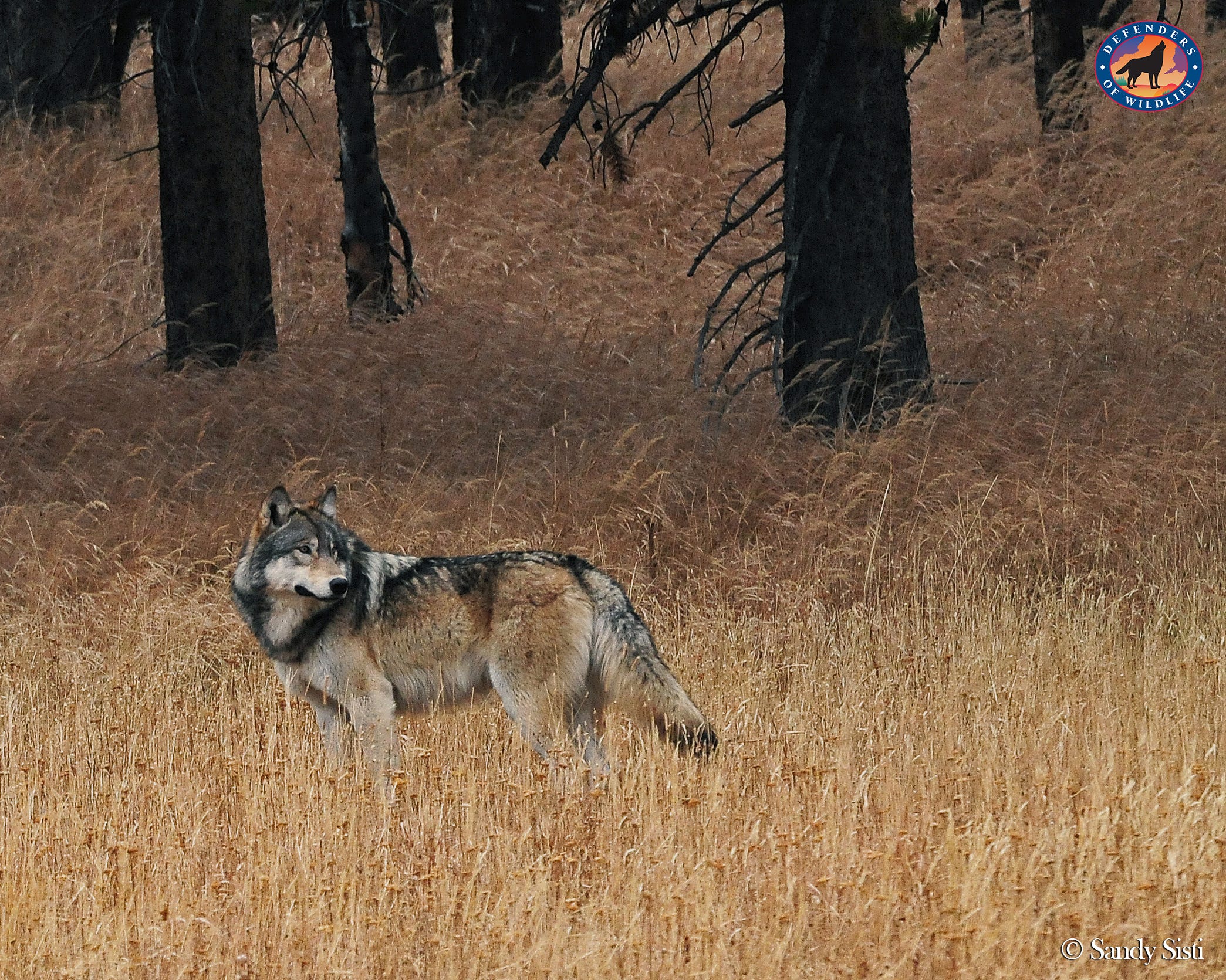 Restoring Wolves to Colorado Wild Without End Medium