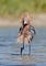 An egret traipsing through water with a large, textured mane of brown feathers