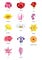 Flowers Name List