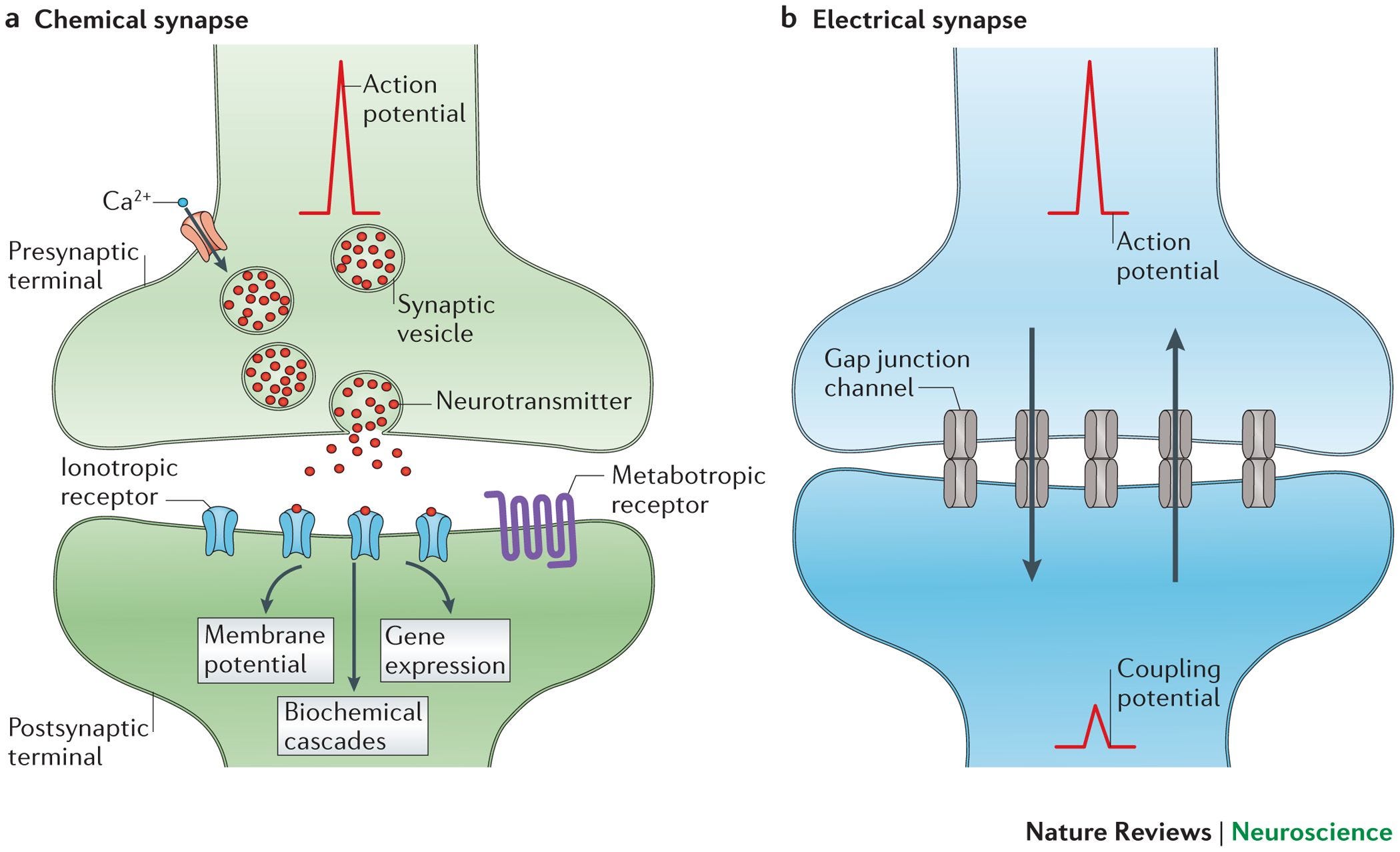Neural Inhibition and Synaptic Information by AYCHA KURTULUSH Medium